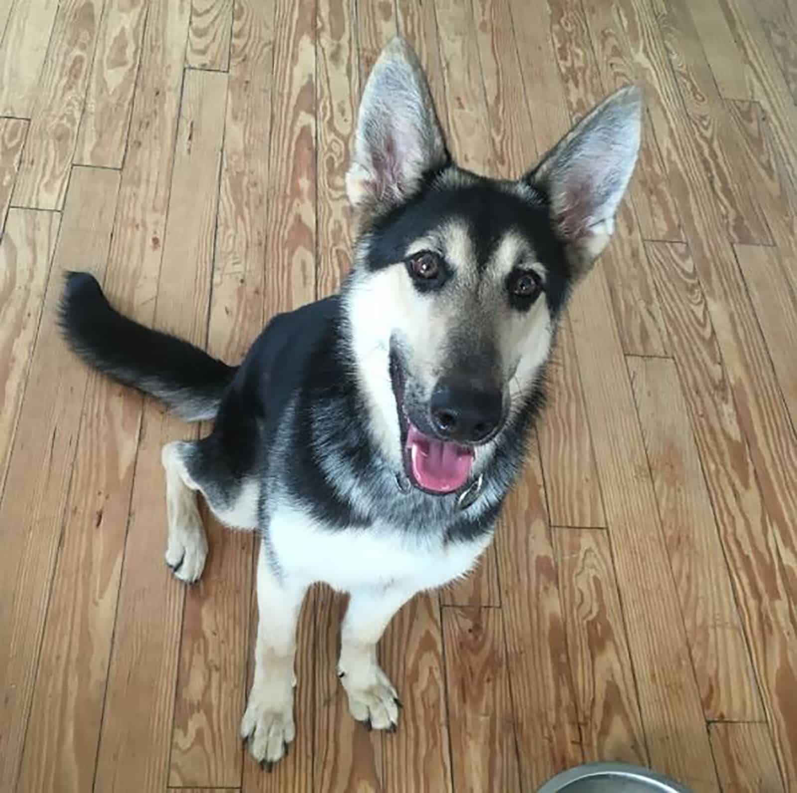 miniature german shepherd dog sitting indoors