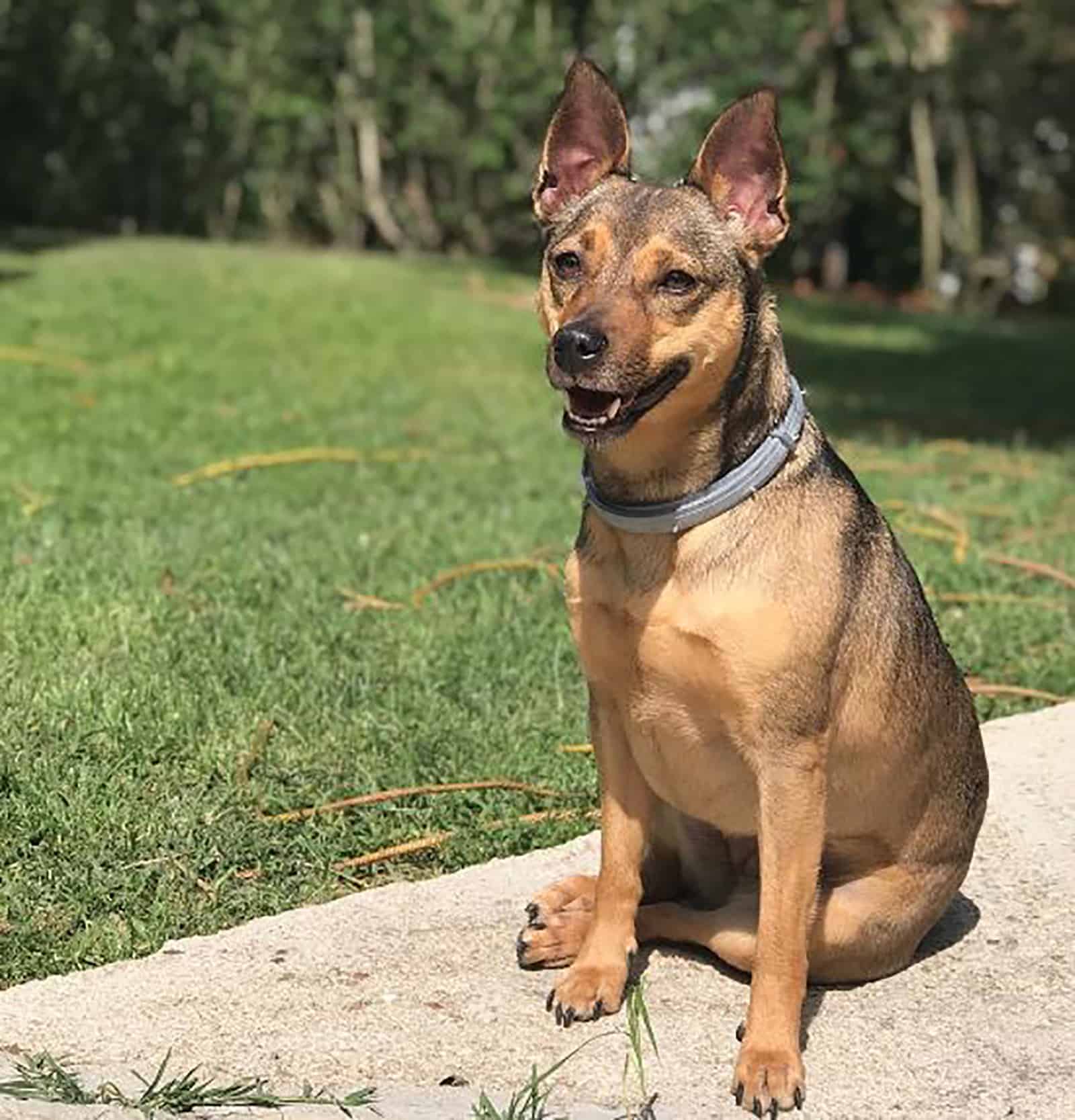 miniature german shepherd sitting in the garden at sunny day