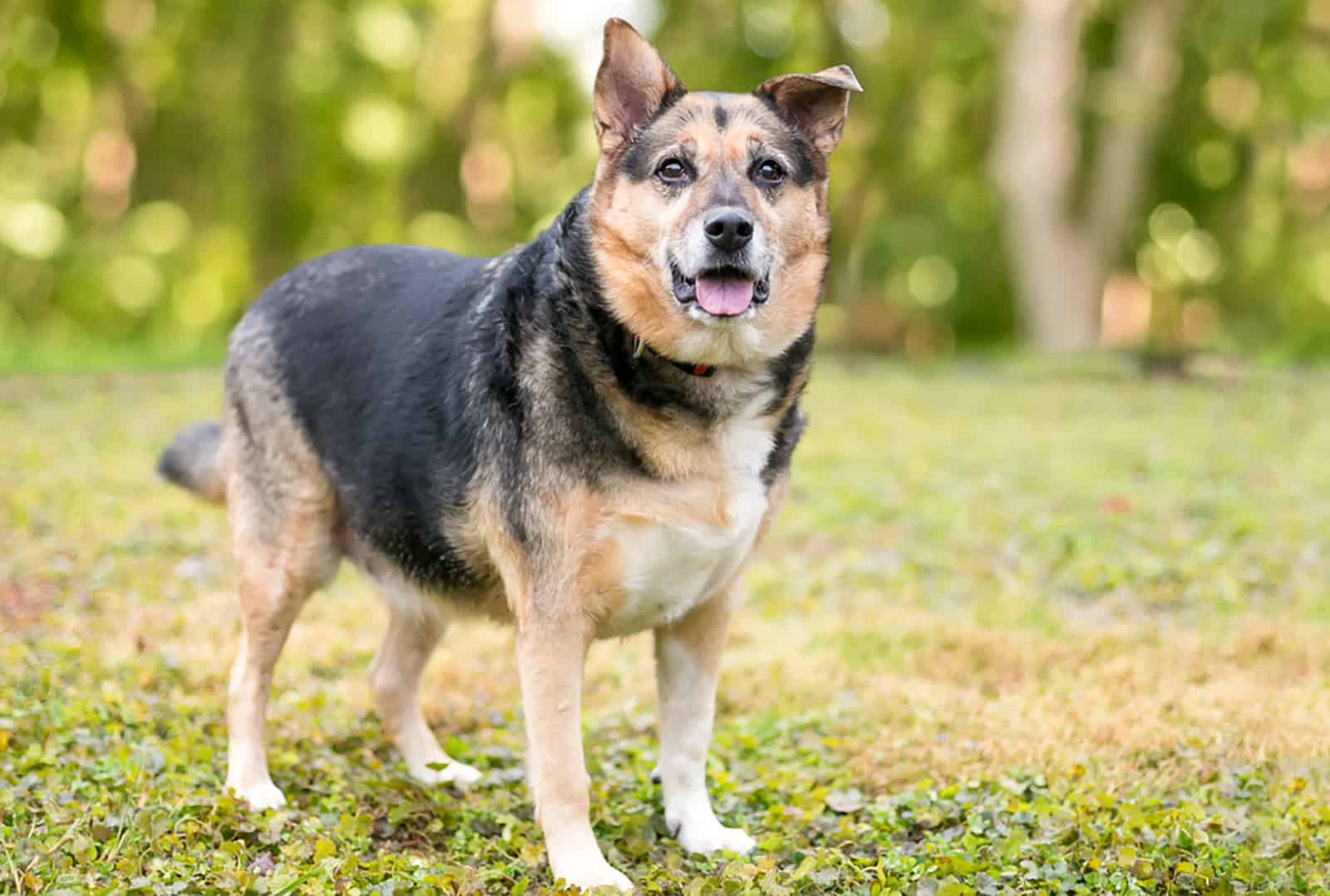 miniature german shepherd standing on the grass