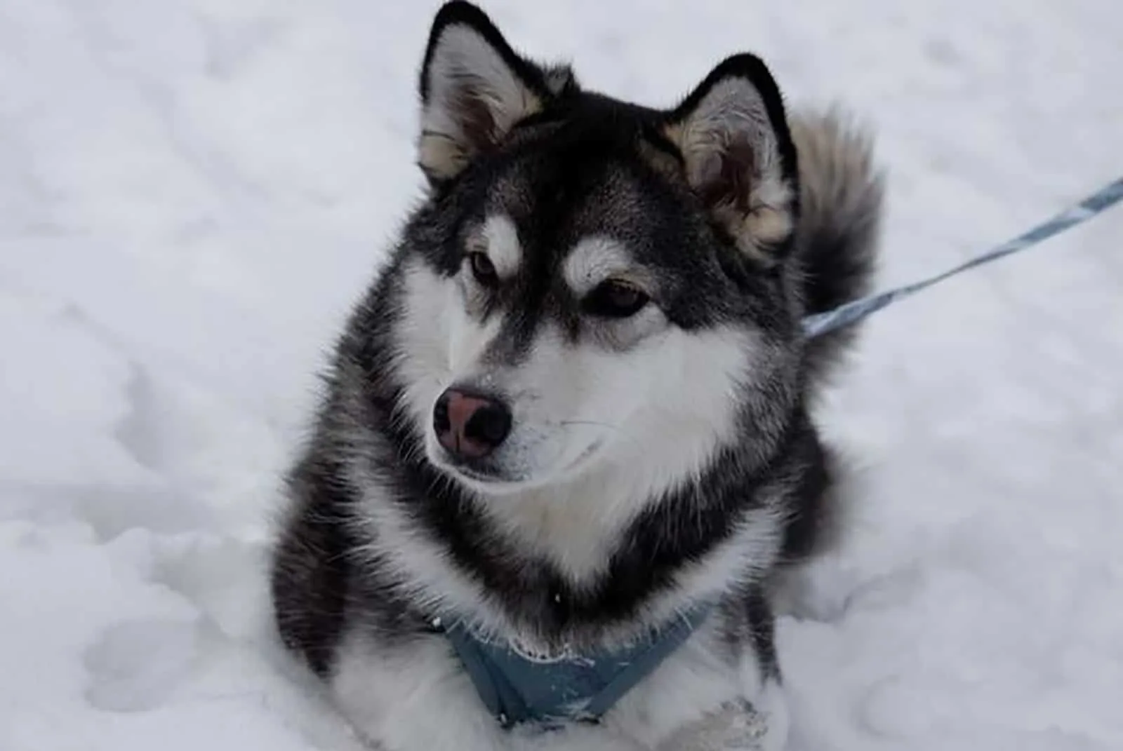 miniature husky dog lying in the snow