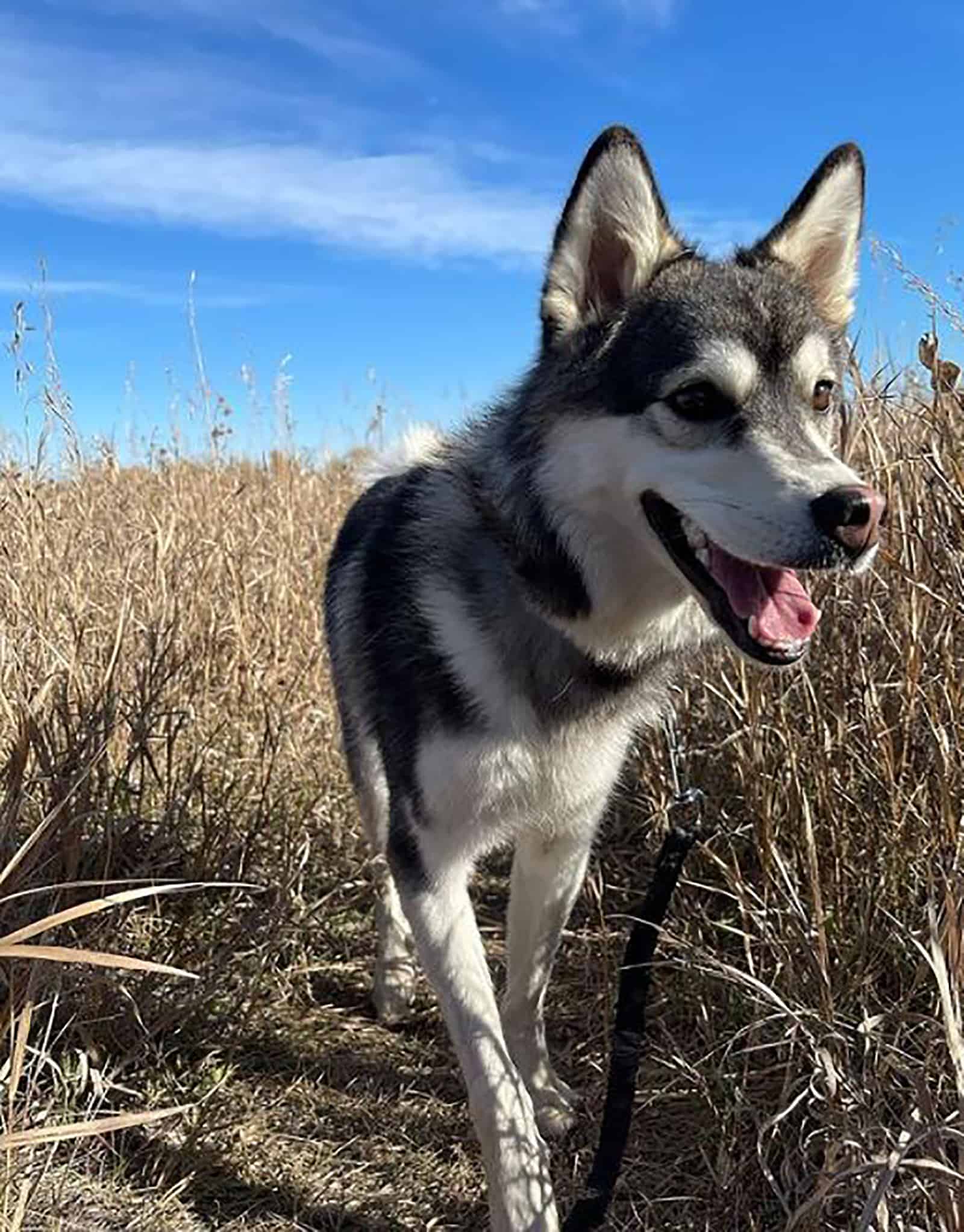 miniature husky dog walking in nature