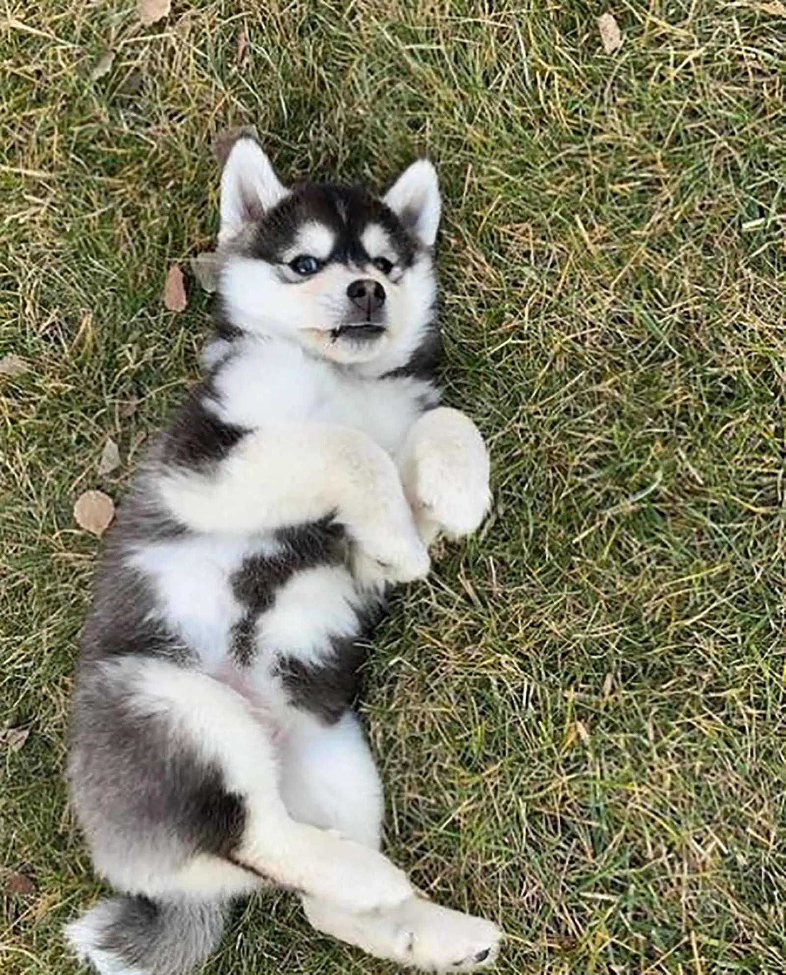 miniature husky puppy lying on the grass