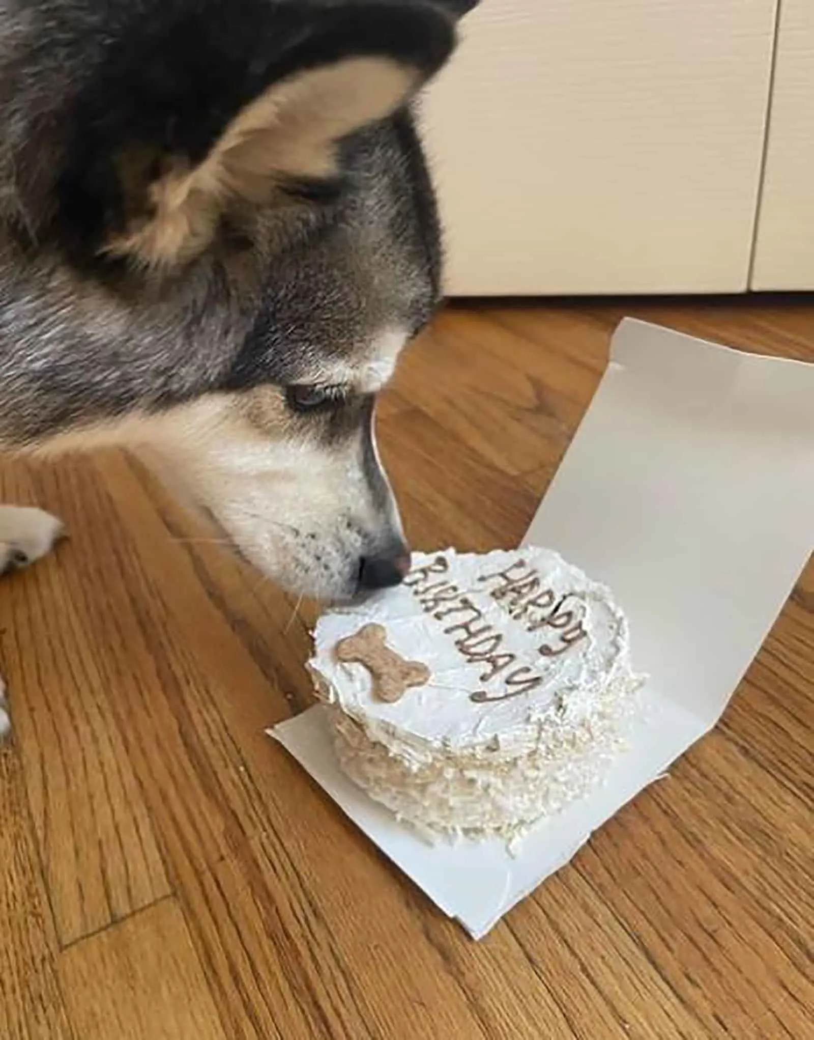 miniature husky sniffing a birthday cake. on the floor