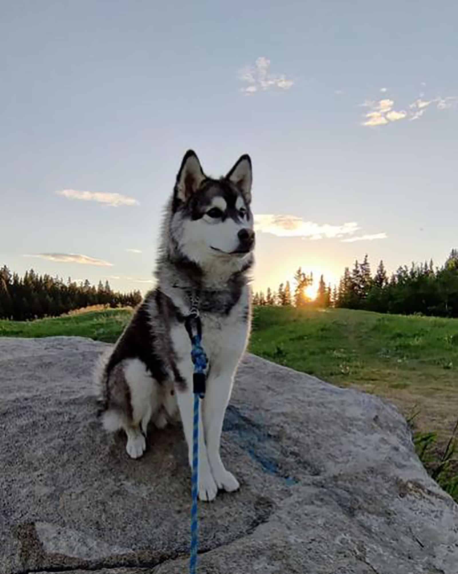 miniature husky standing on the rock at sunset