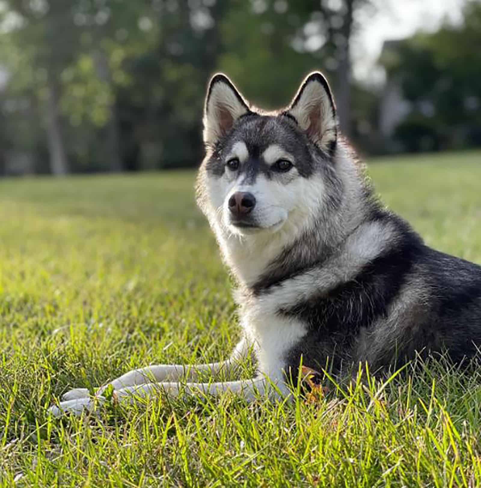 miniature husky relaxing on the grass