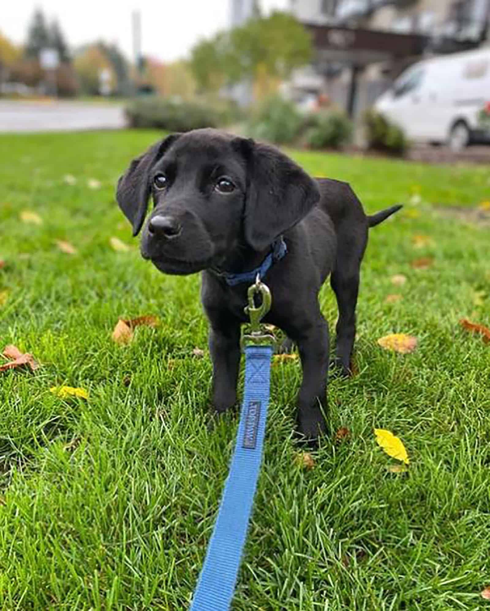 miniature labrador puppy on a leash