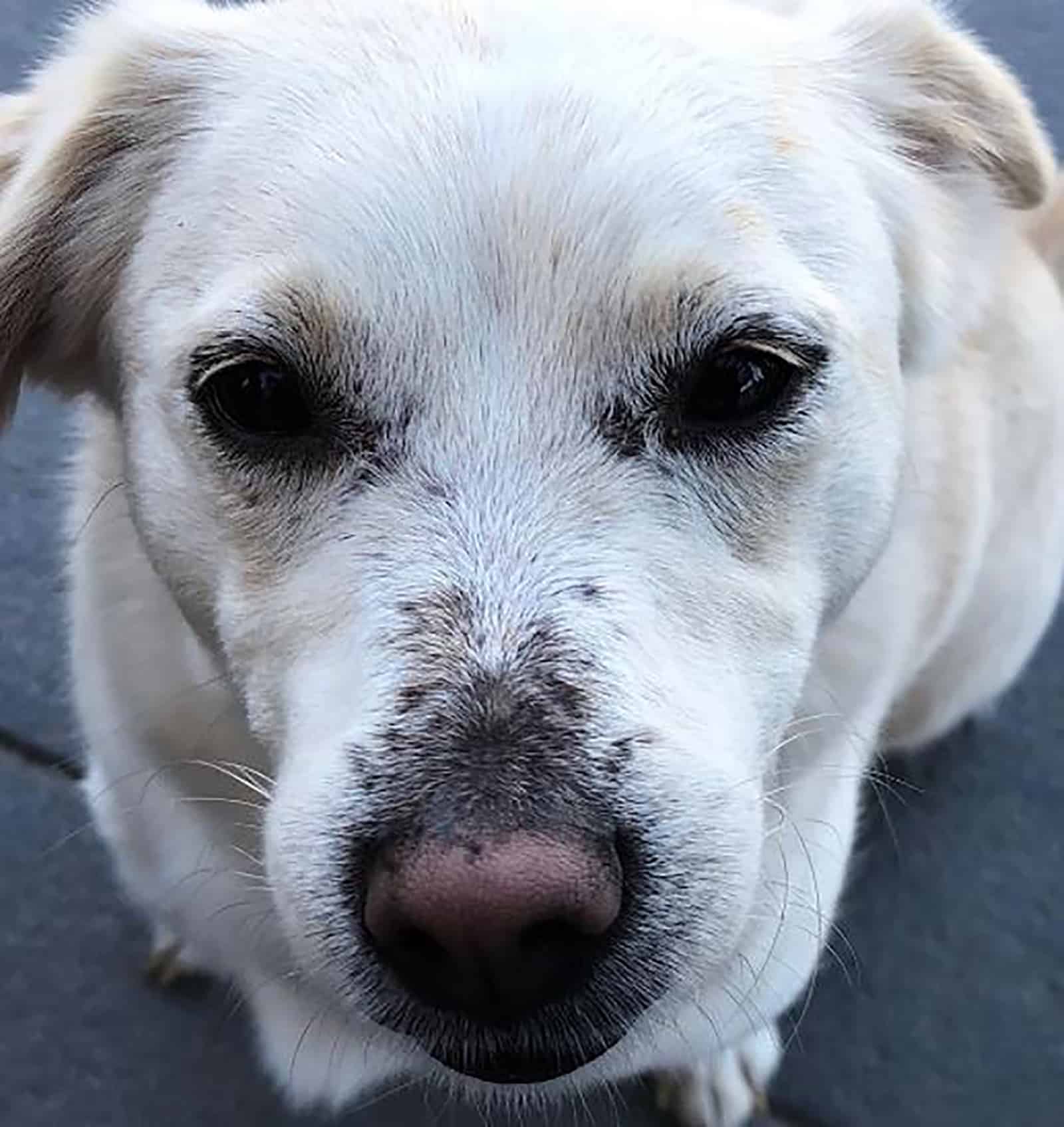 miniature labrador