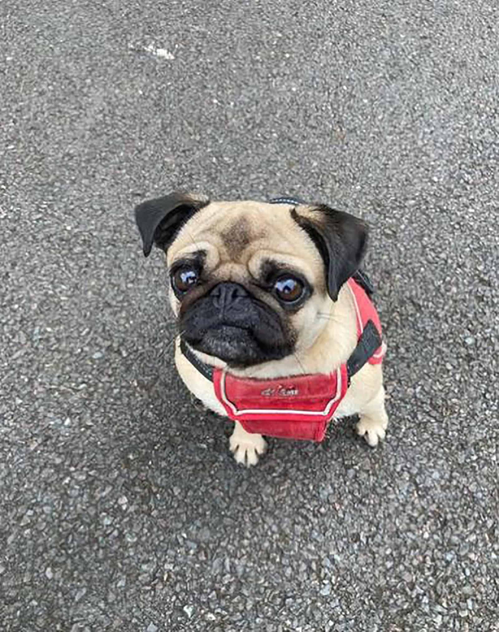 miniature pug sitting on the road