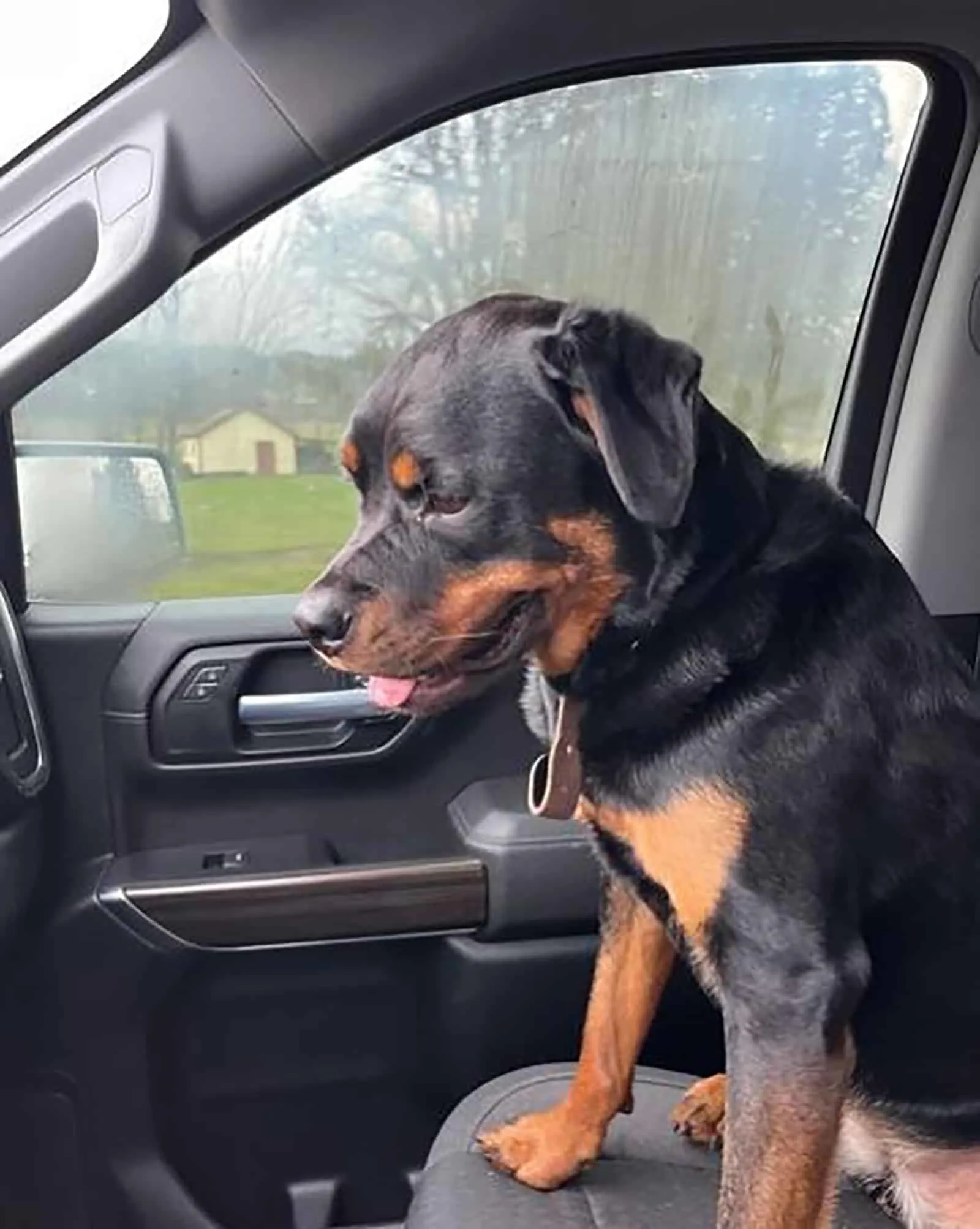 miniature rottweiler dog sitting in the car
