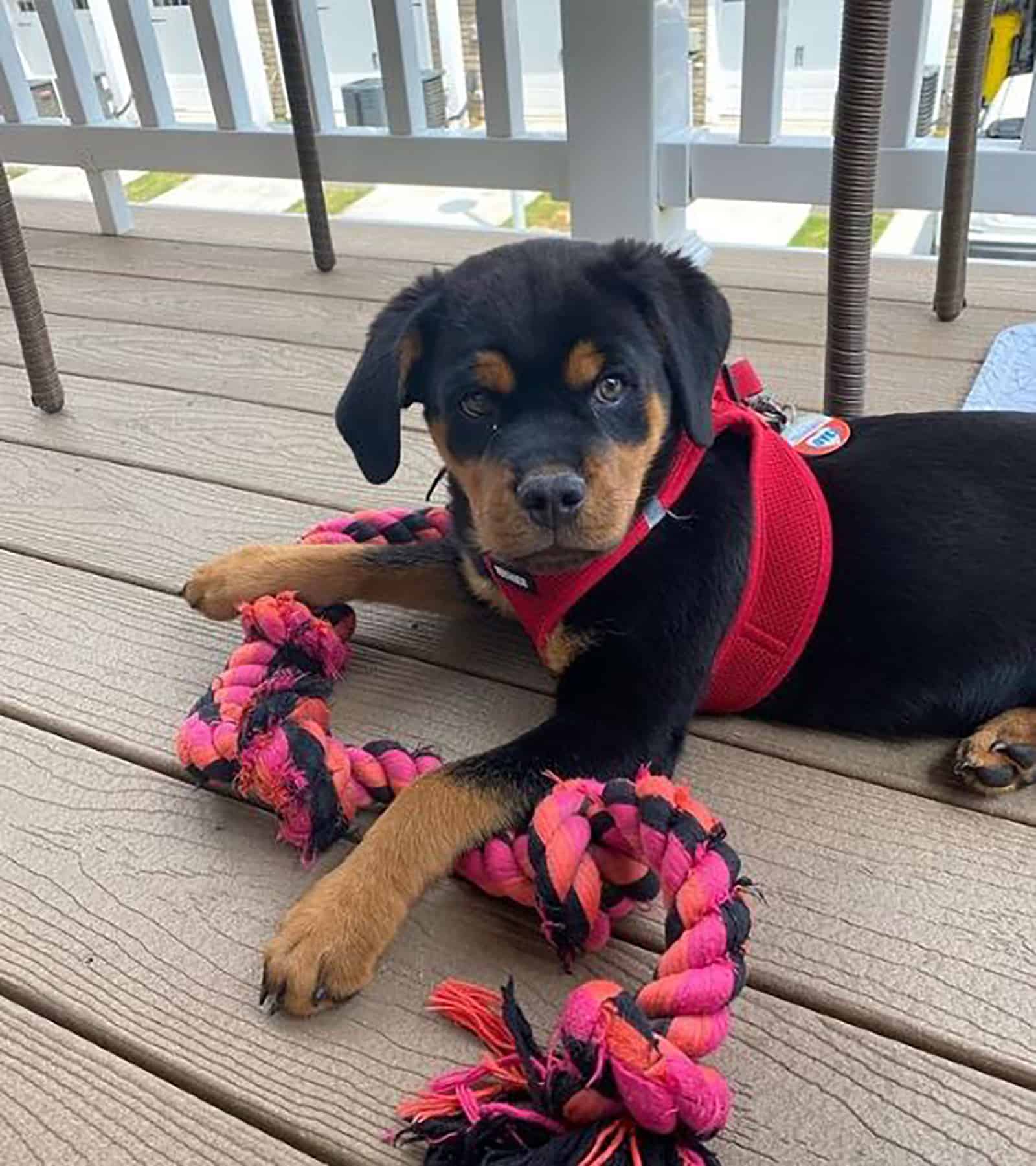 miniature rottweiler playing with toy sitting on terrace