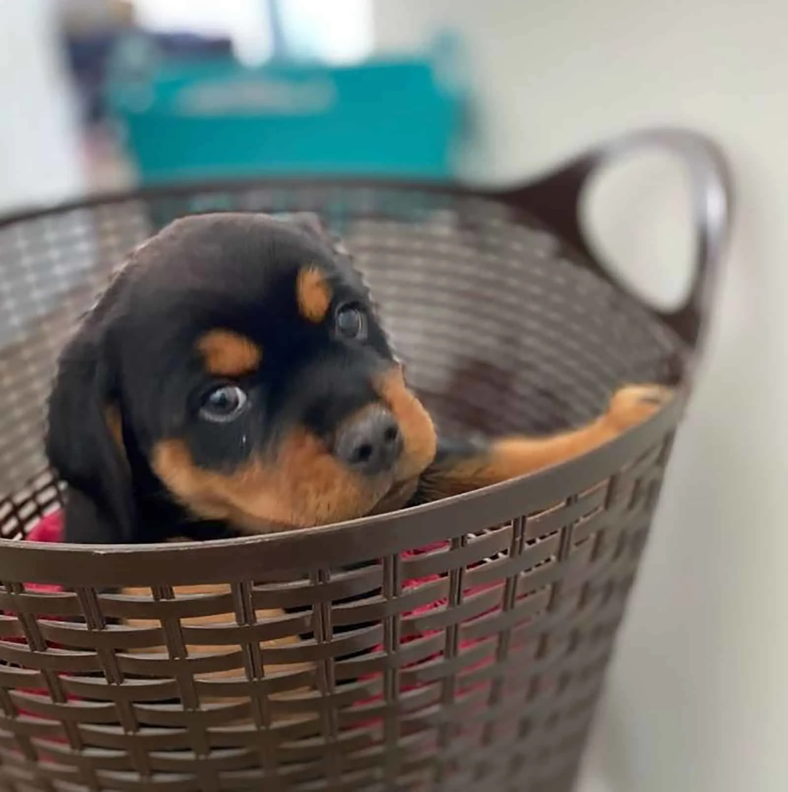 miniature rottweiler sitting in the laundry basket indoors