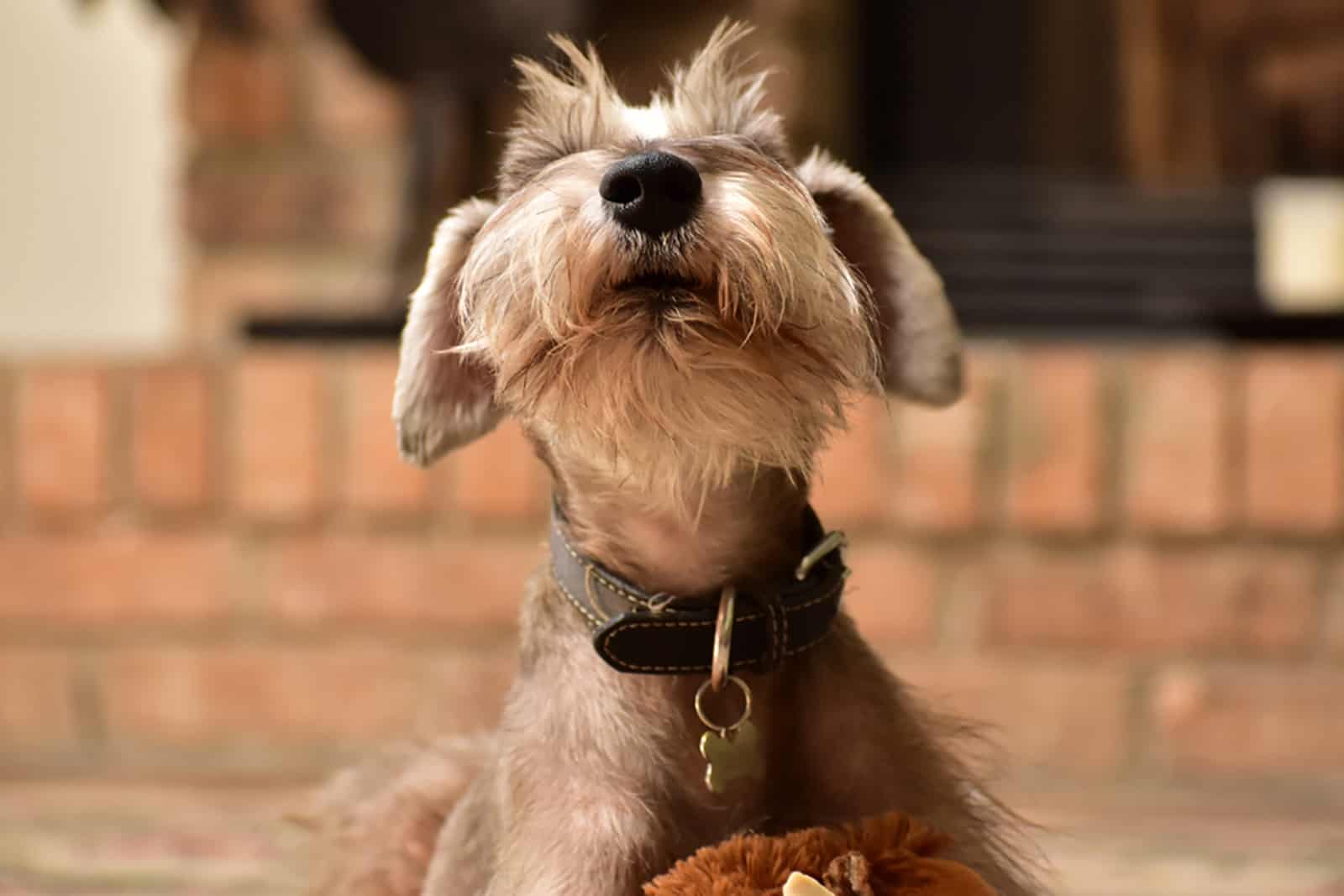 miniature schnauzer dog barking indoors