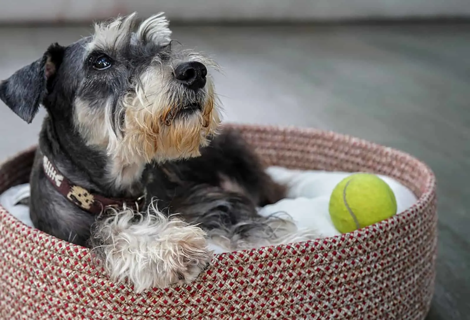 miniature schnauzer lying down on his bed basket with tennis ball