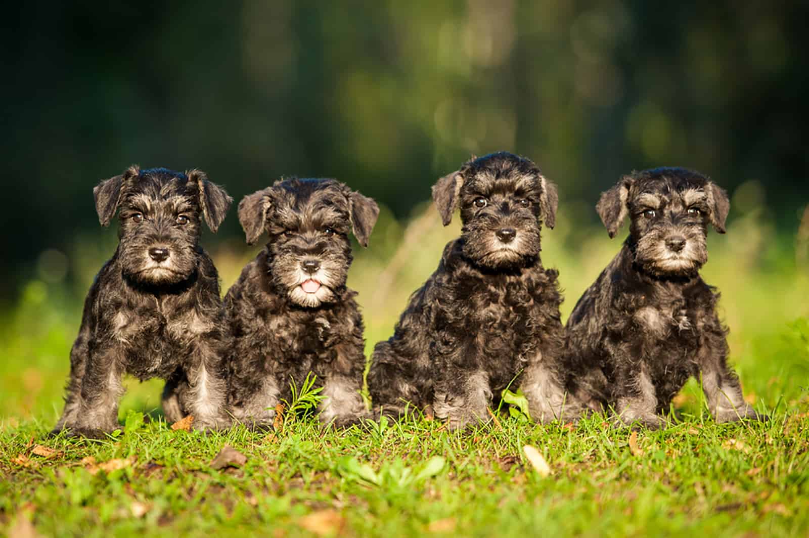 miniature schnauzer puppies sitting on the lawn