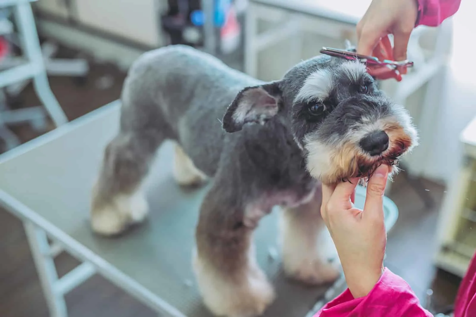 miniature schnauzer trimming in a grooming saloon