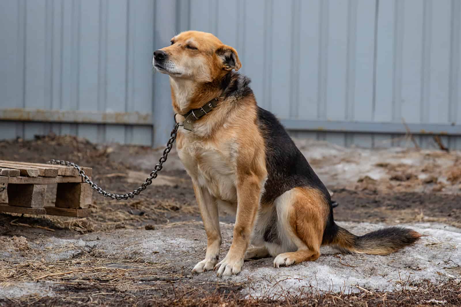 a mongrel dog tied on a chain sits on a winter day on the street