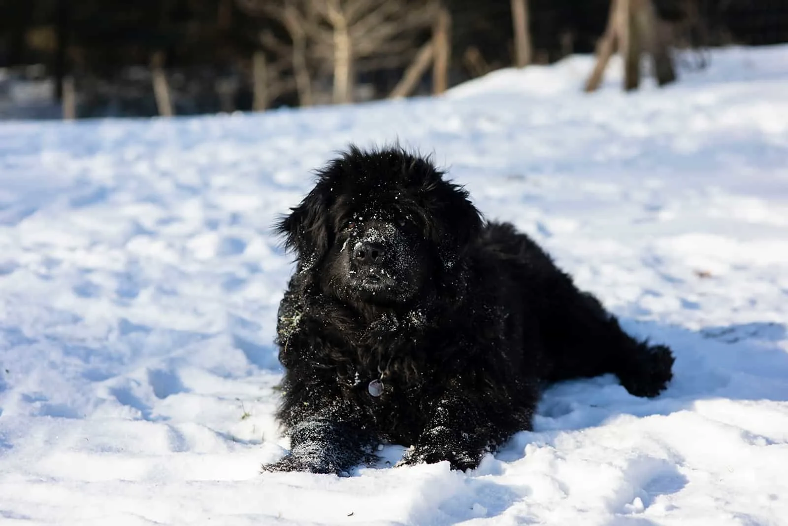 moscow water dog in the snow