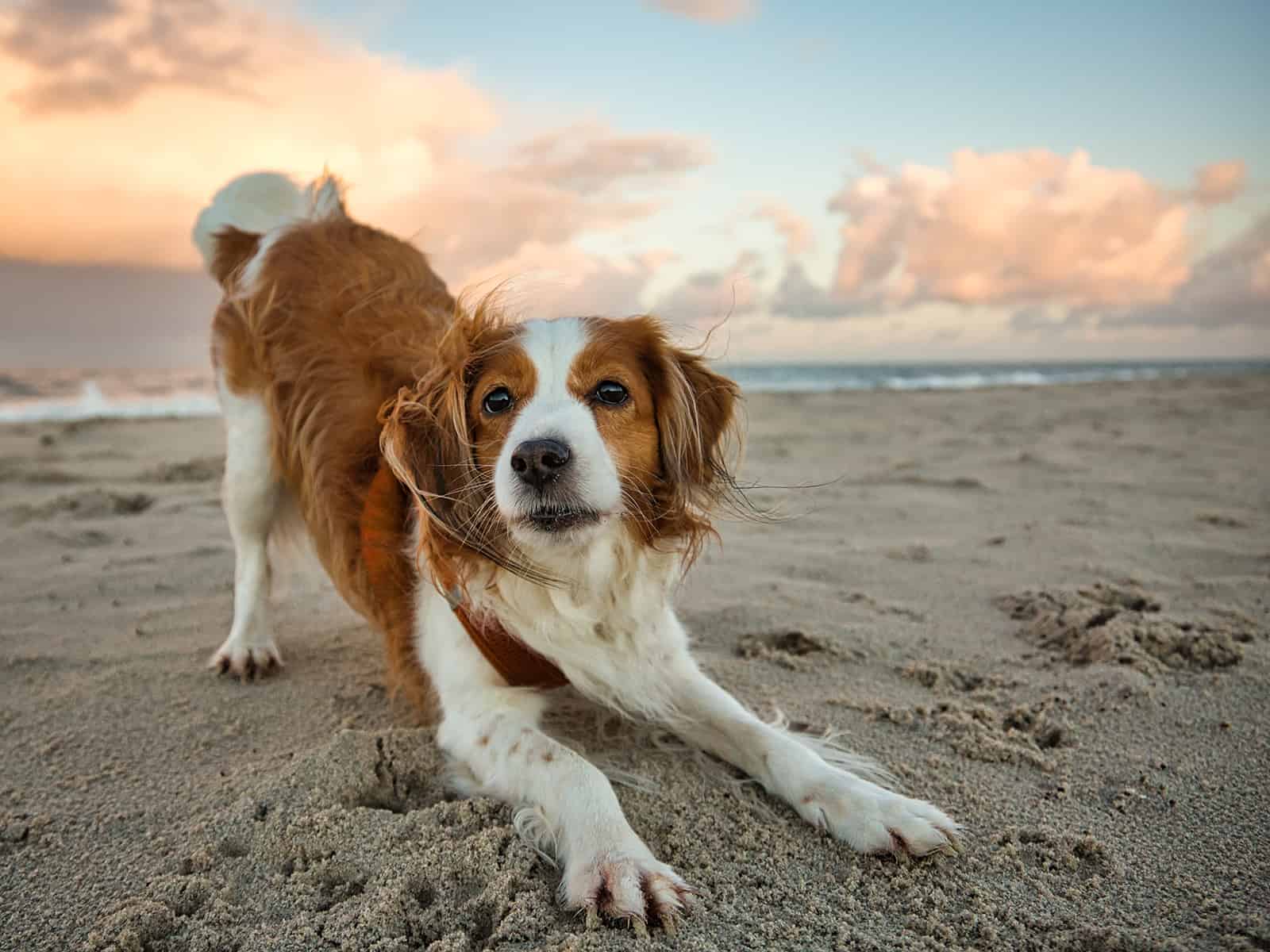 nederlandse kooikerhondje dog on beach