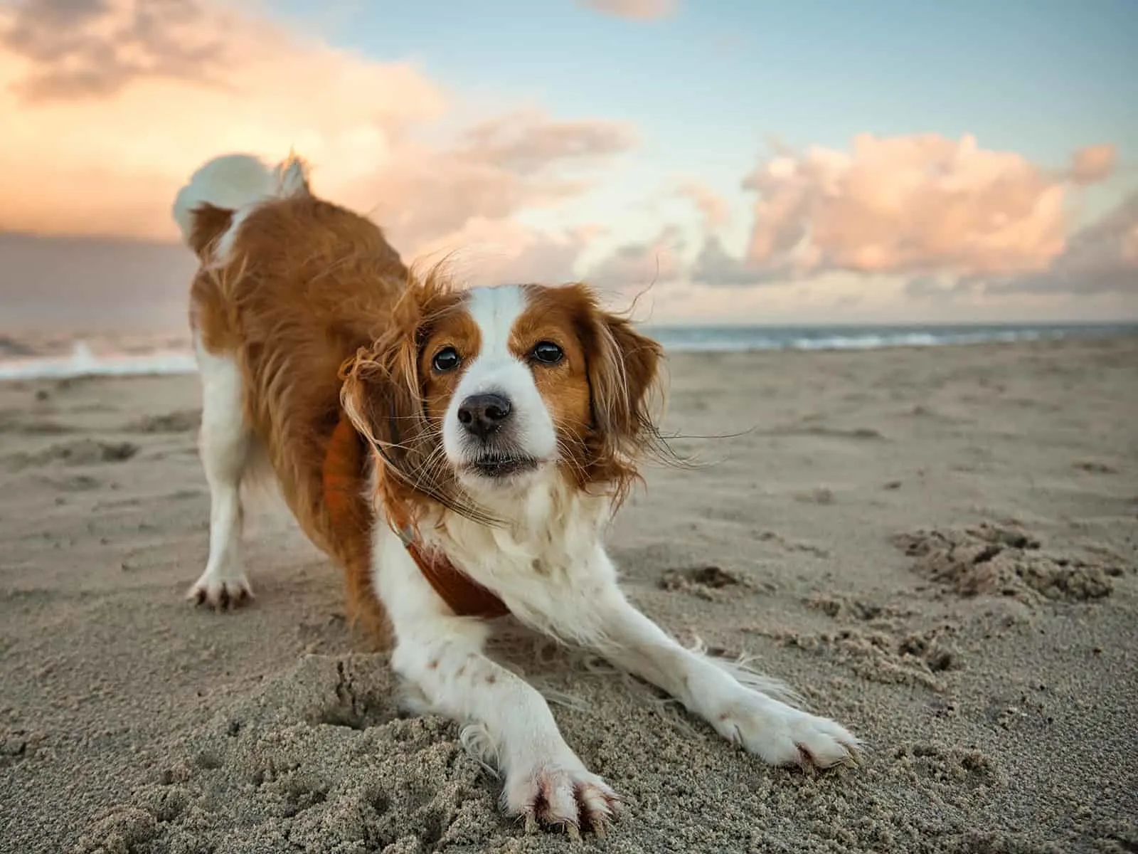 nederlandse kooikerhondje dog on beach