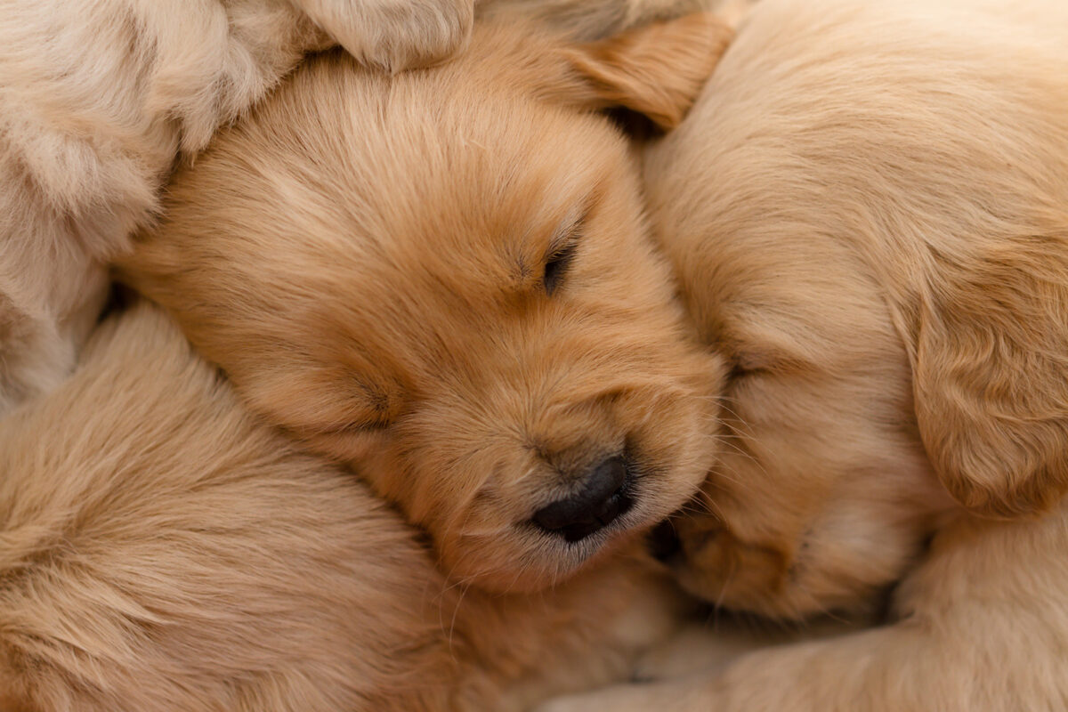 15 Amazing Golden Retriever Breeders In Florida