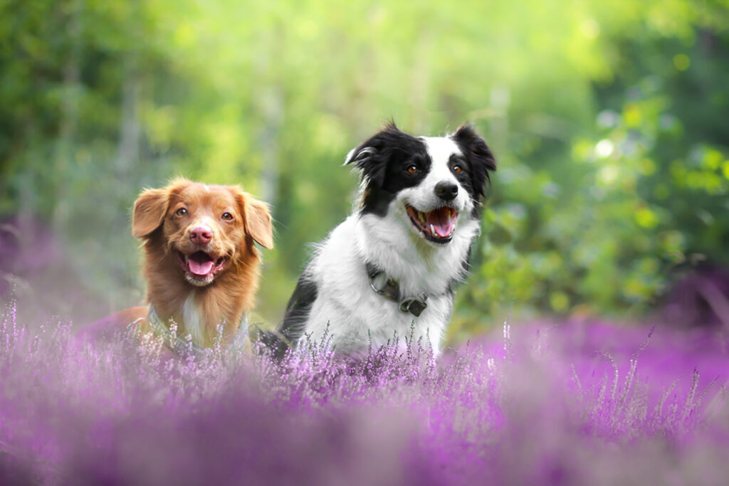 Meet 8 Amazing Nova Scotia Duck Retriever Tolling Mixes