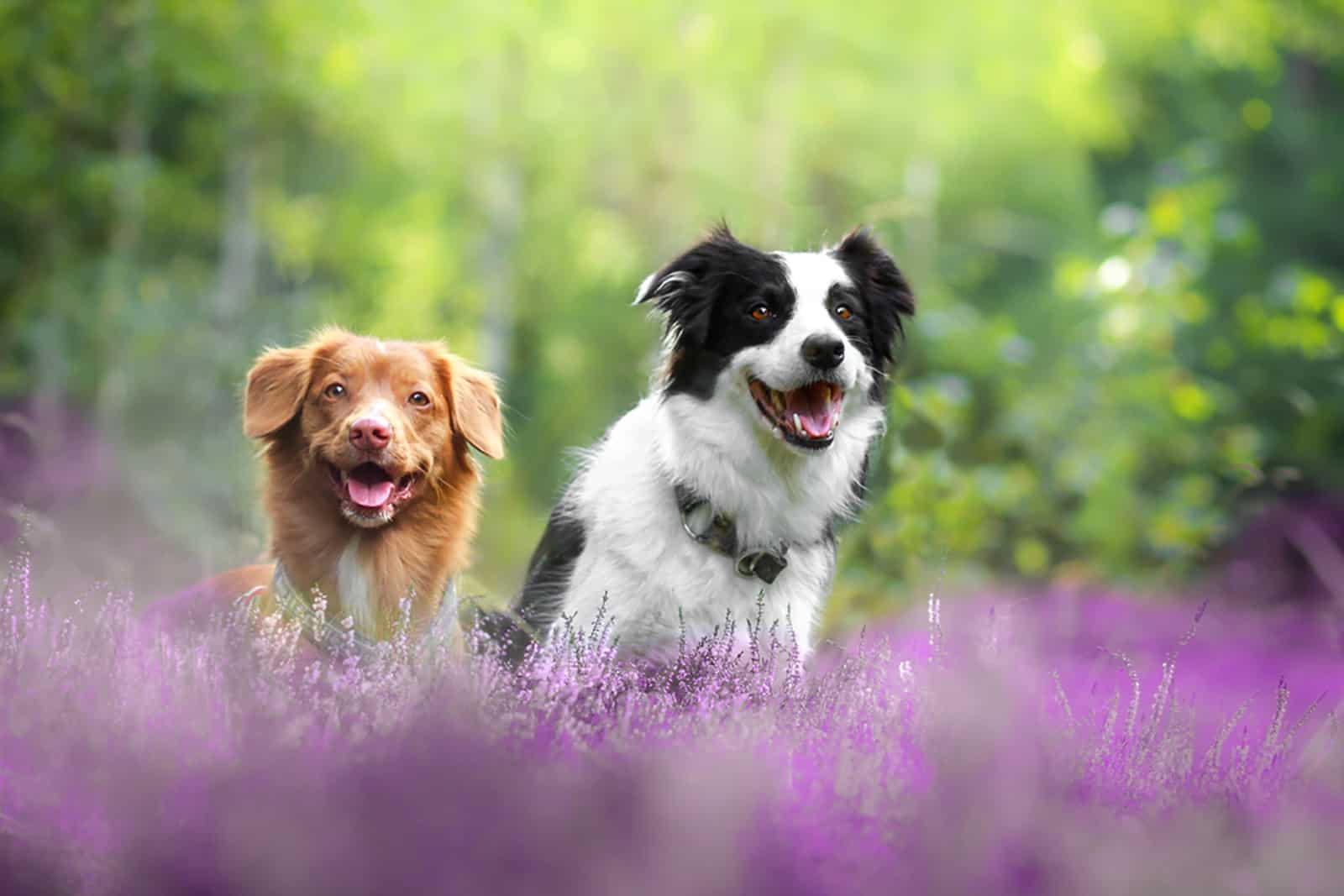 Nova scotia duck tolling retriever and border collie in a forest