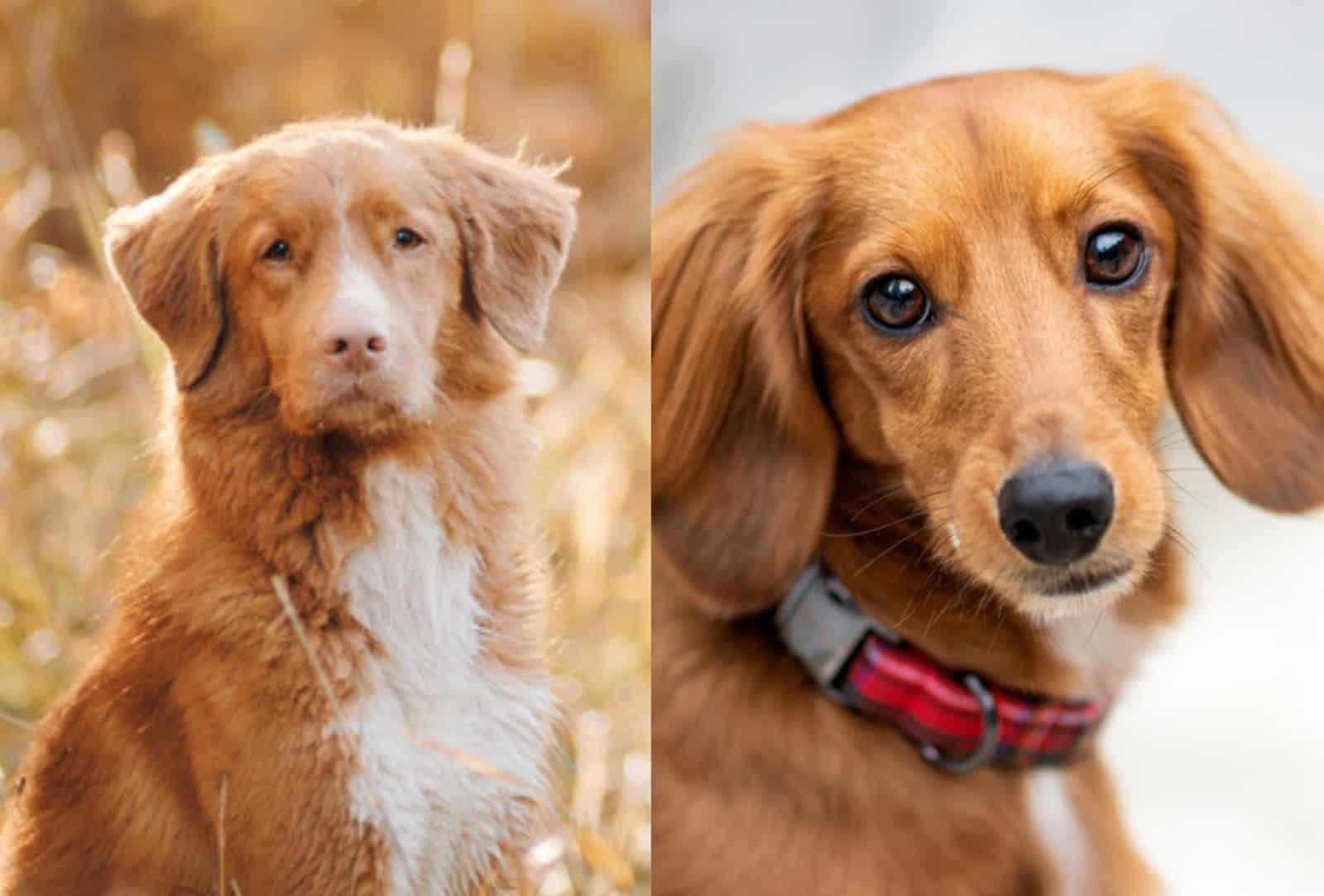 nova scotia duck tolling retriever and dachshund 