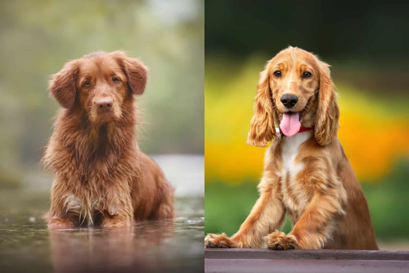 nova scotia duck tolling retriever cocker spaniel mix