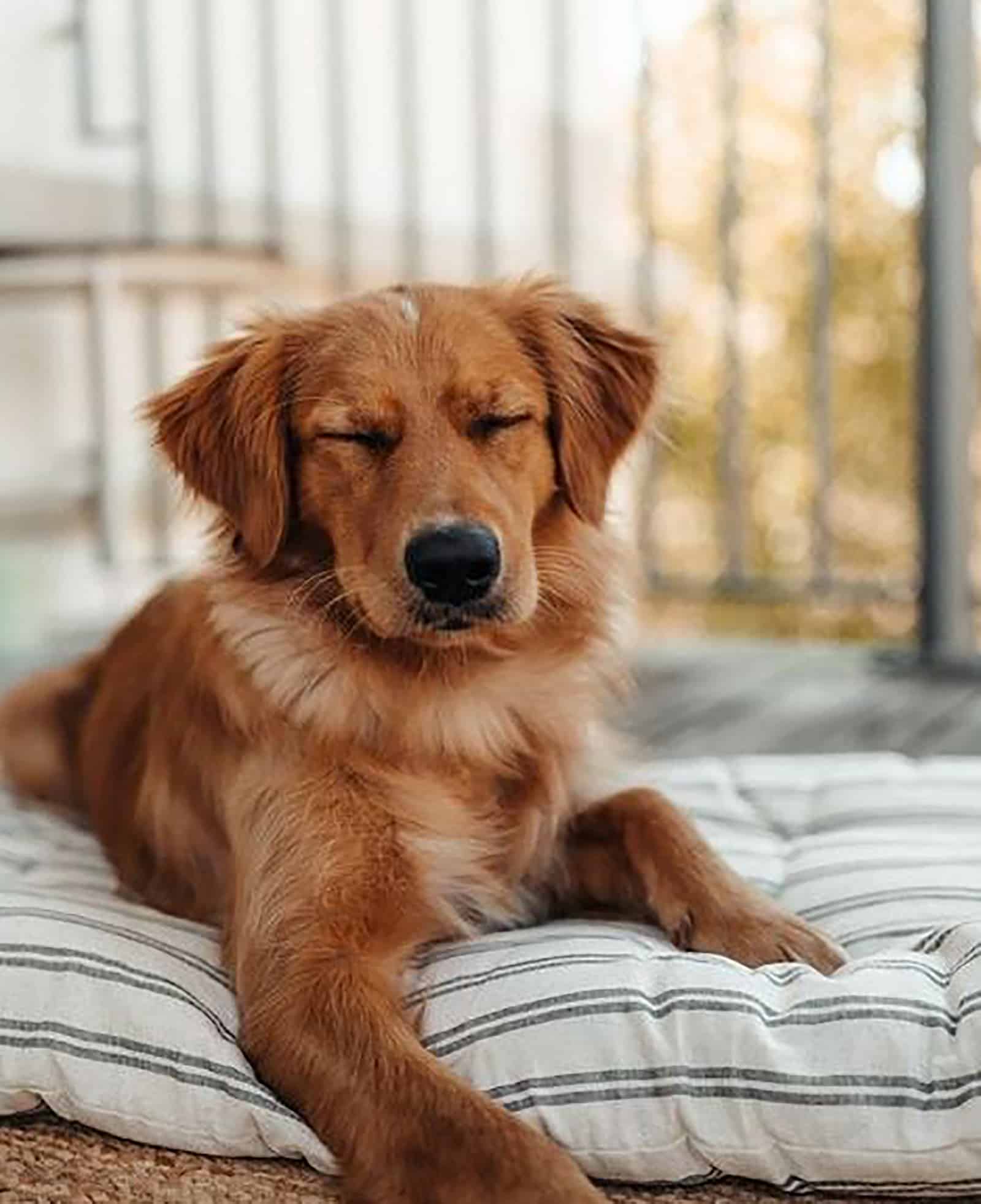 nova scotia duck tolling retriever golden retriever mix lying on the couch