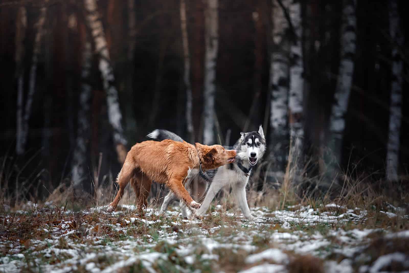 nova scotia duck tolling retriever husky mix