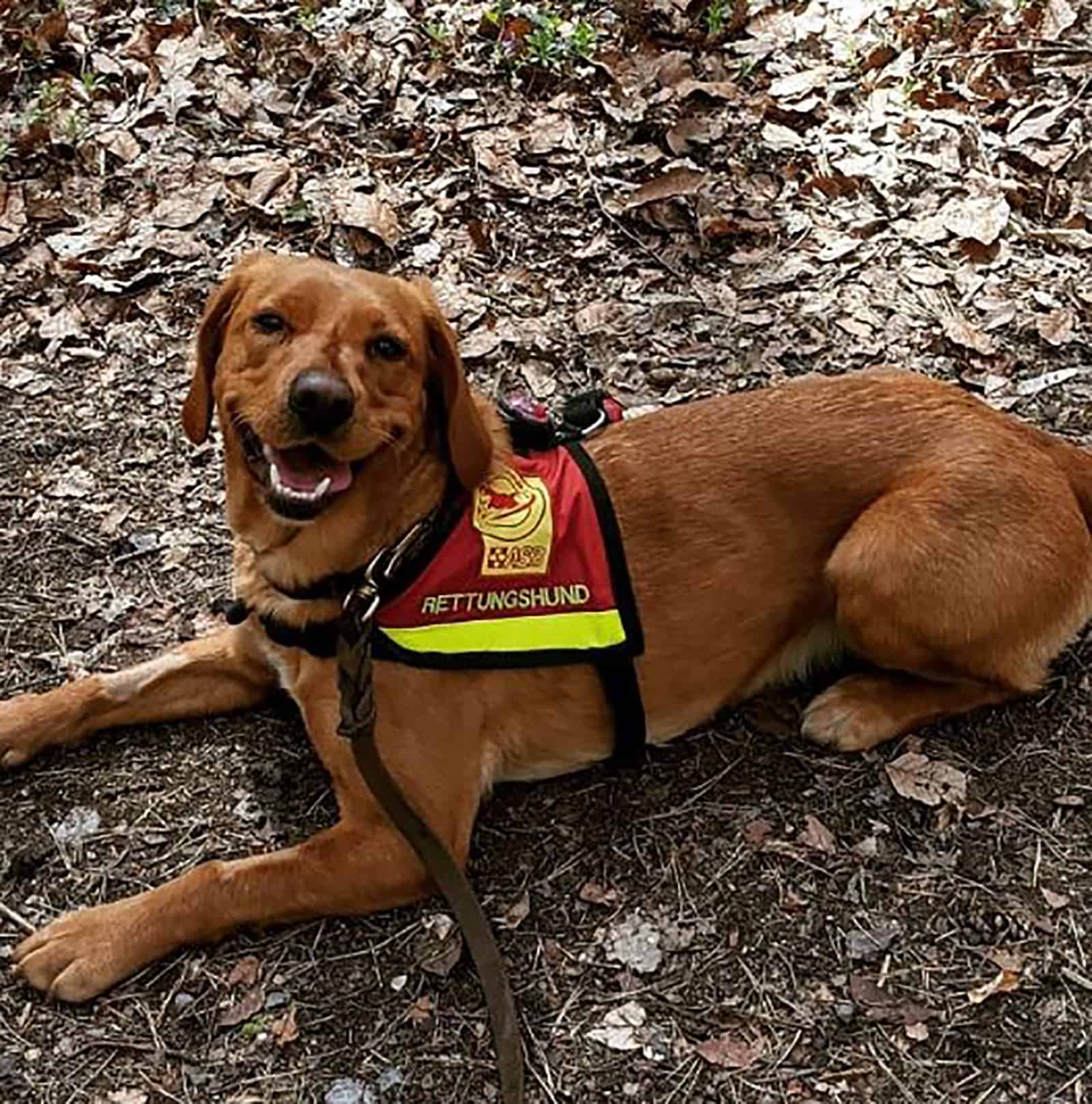 nova scotia duck tolling retriever labrador mix