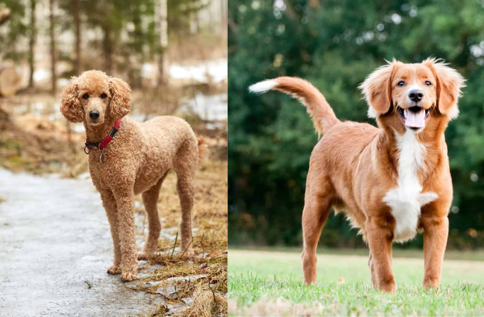 nova scotia duck tolling retriever poodle mix