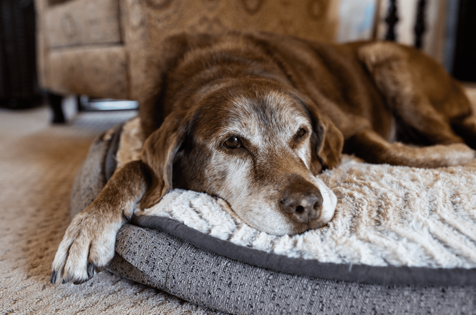 old and tired dog