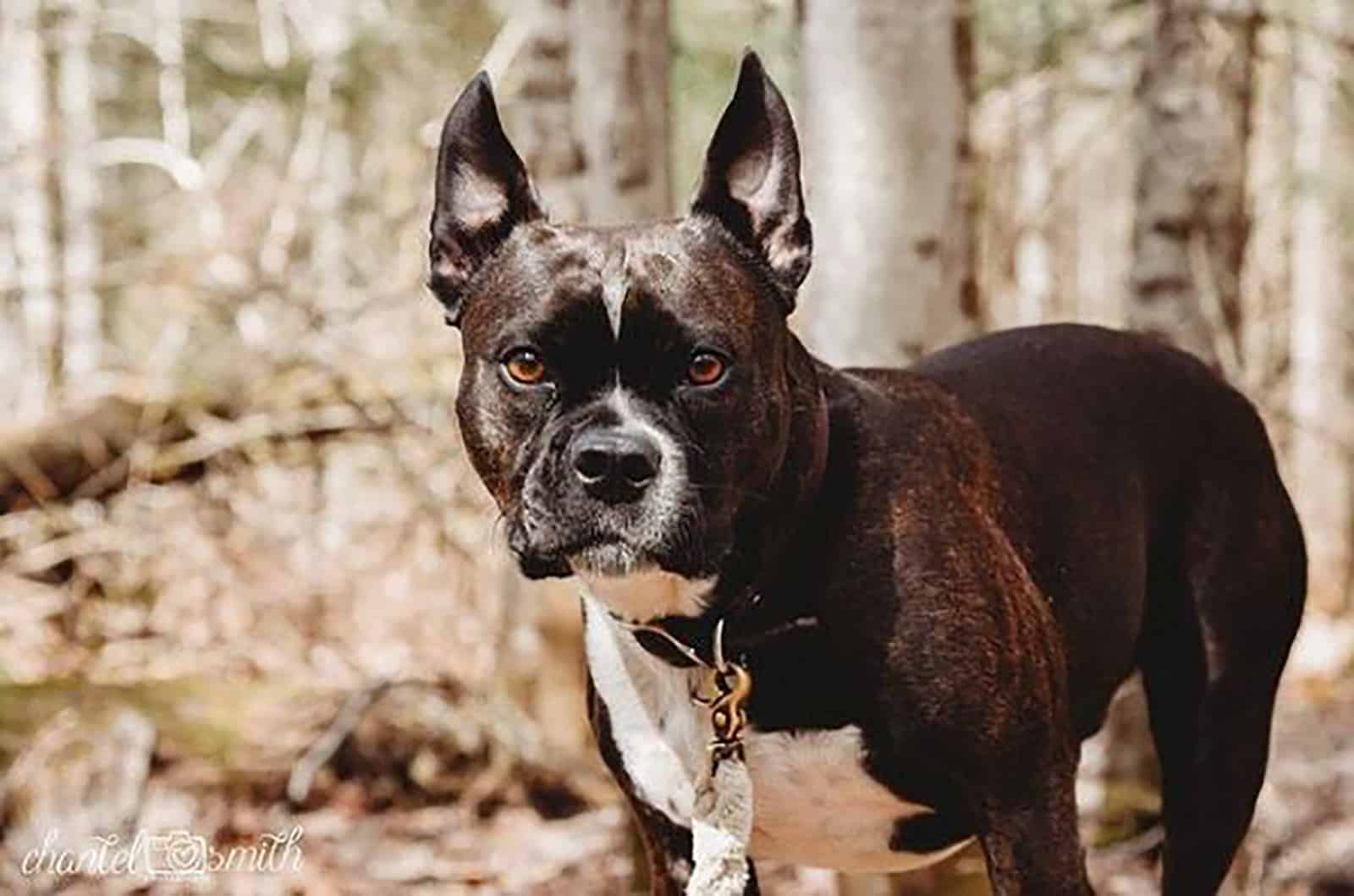 old boston bulldog in the forest