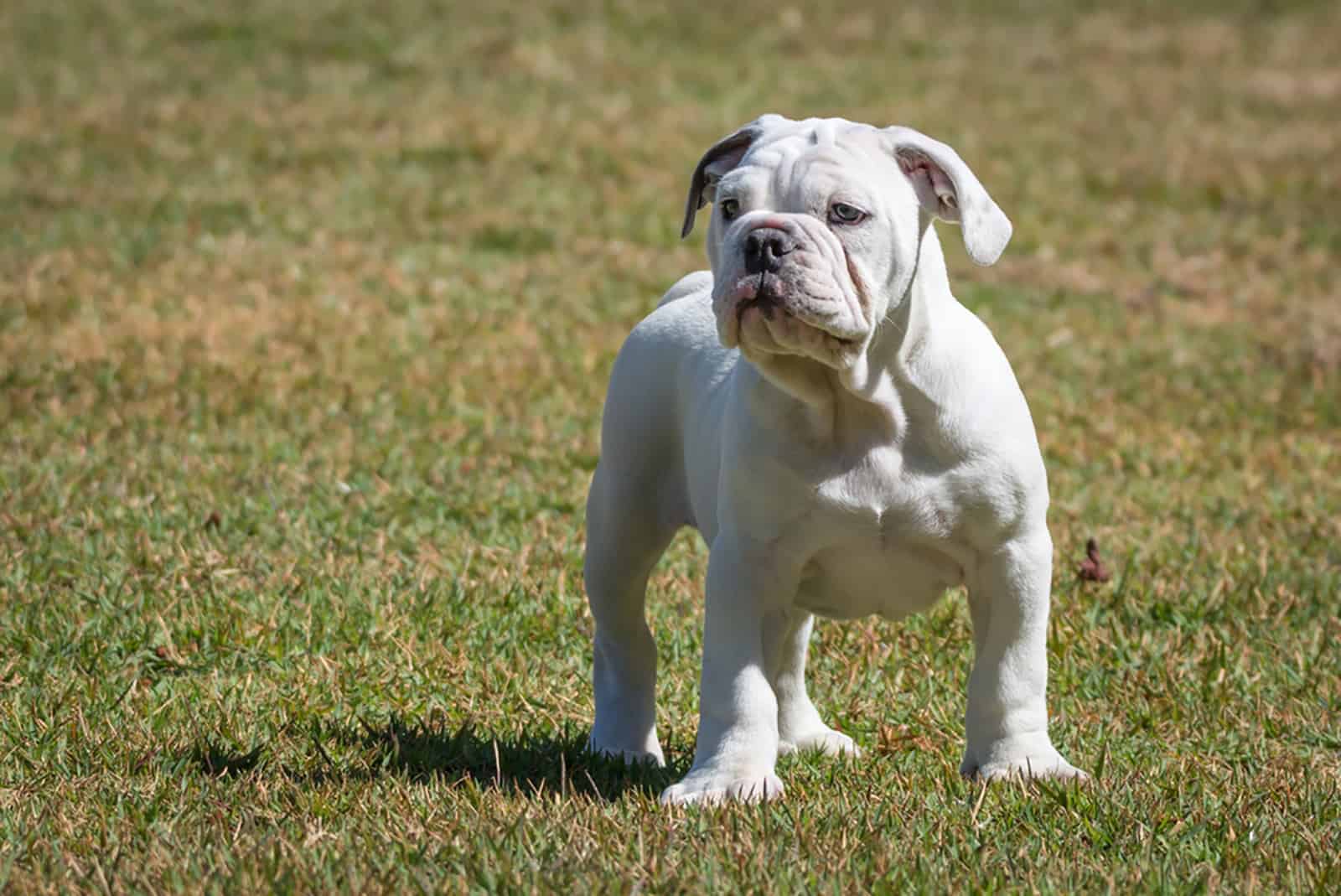 olde english bulldogge standing on the grass