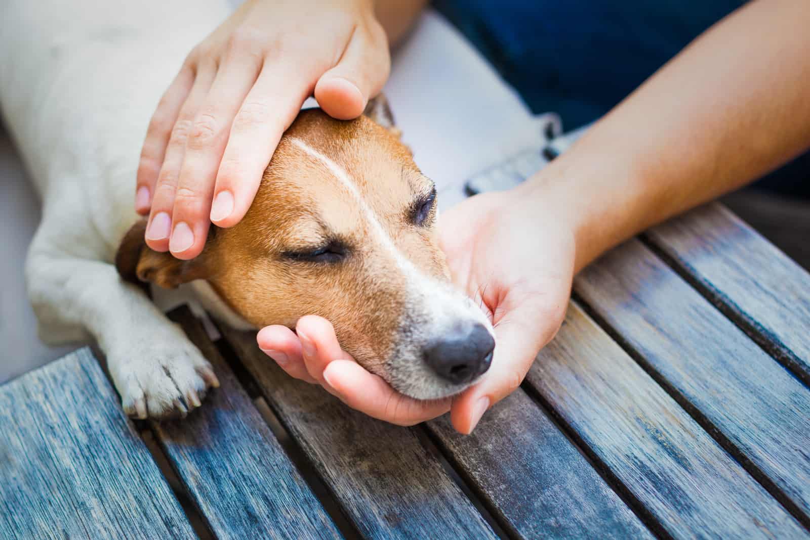 owner comforting sick dog