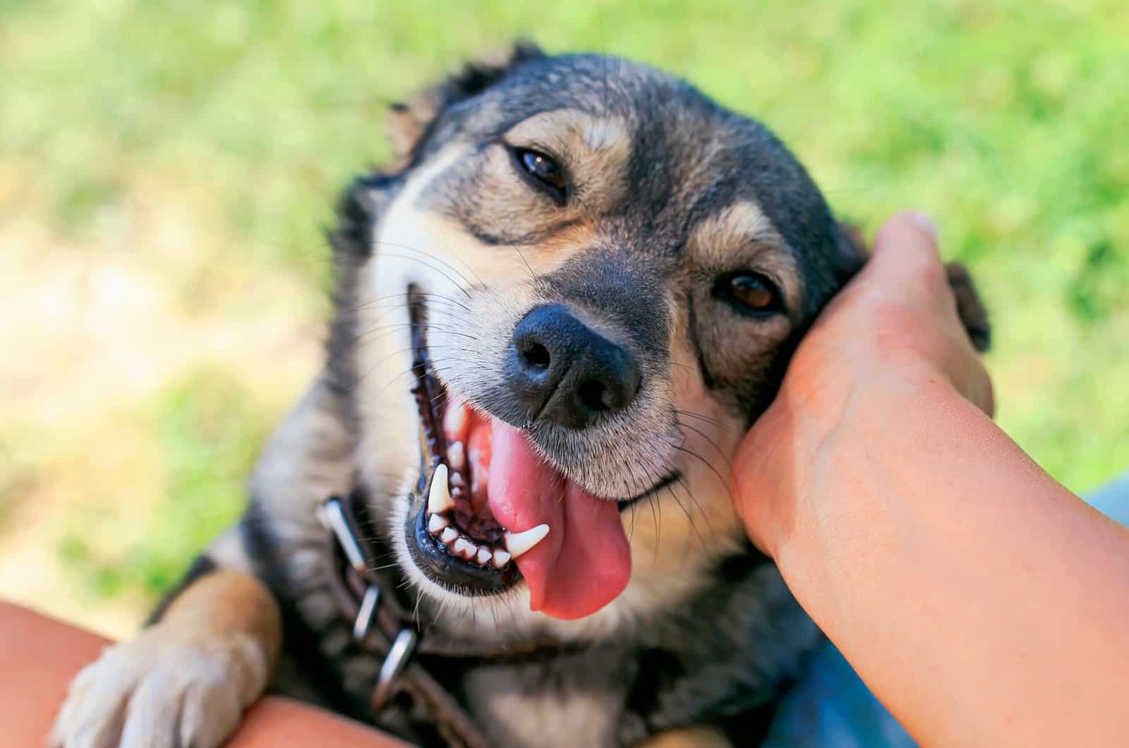 owner petting happy dog