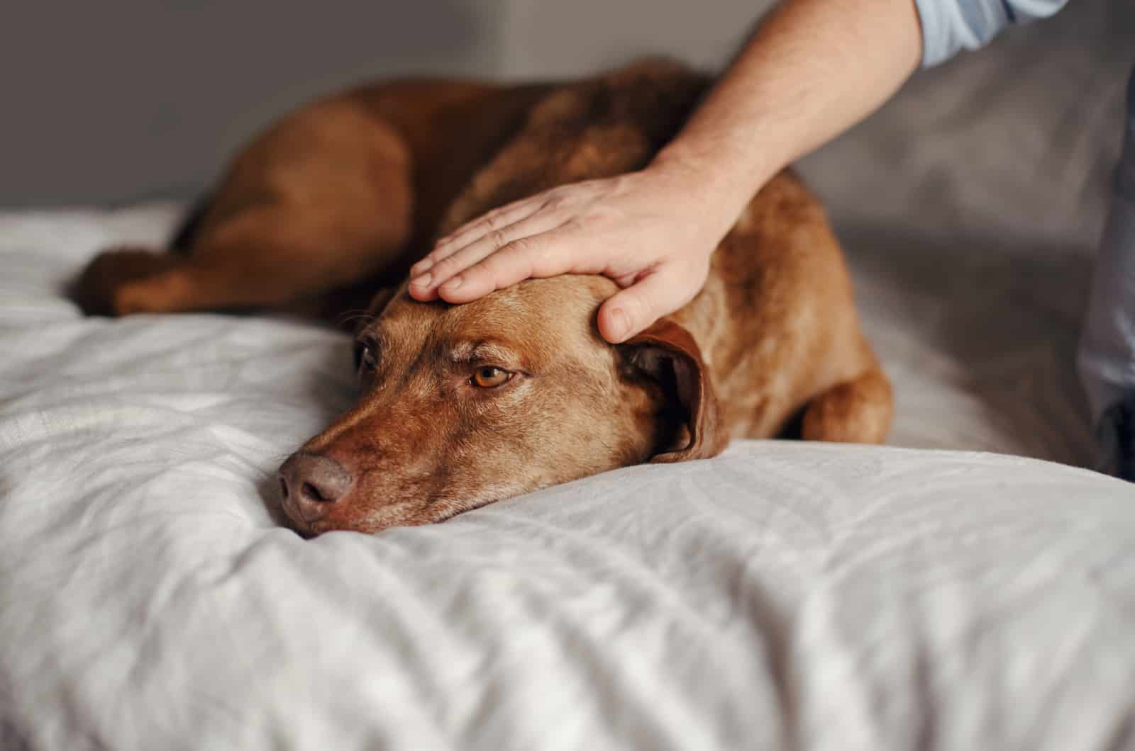 owner petting sad dog on bed