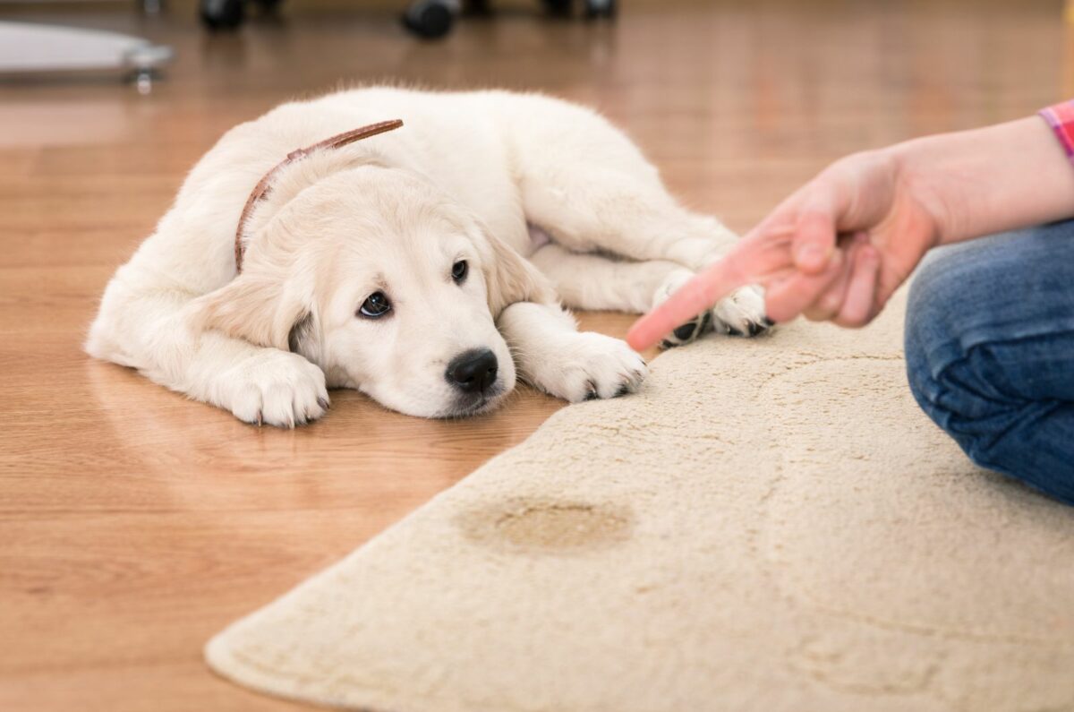 Why Does My Dog Lick Other Dogs’ Pee? Causes And Explanations
