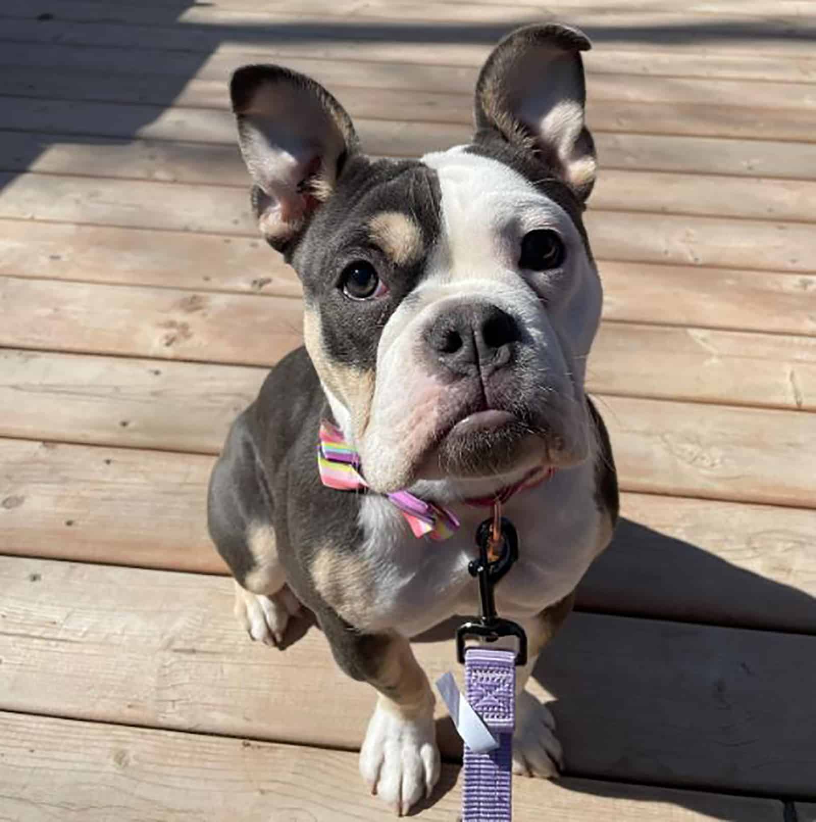 pacific bulldog on a leash