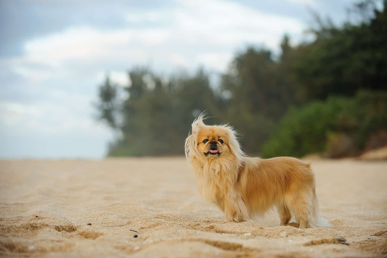 pekingese dog standing on the beach