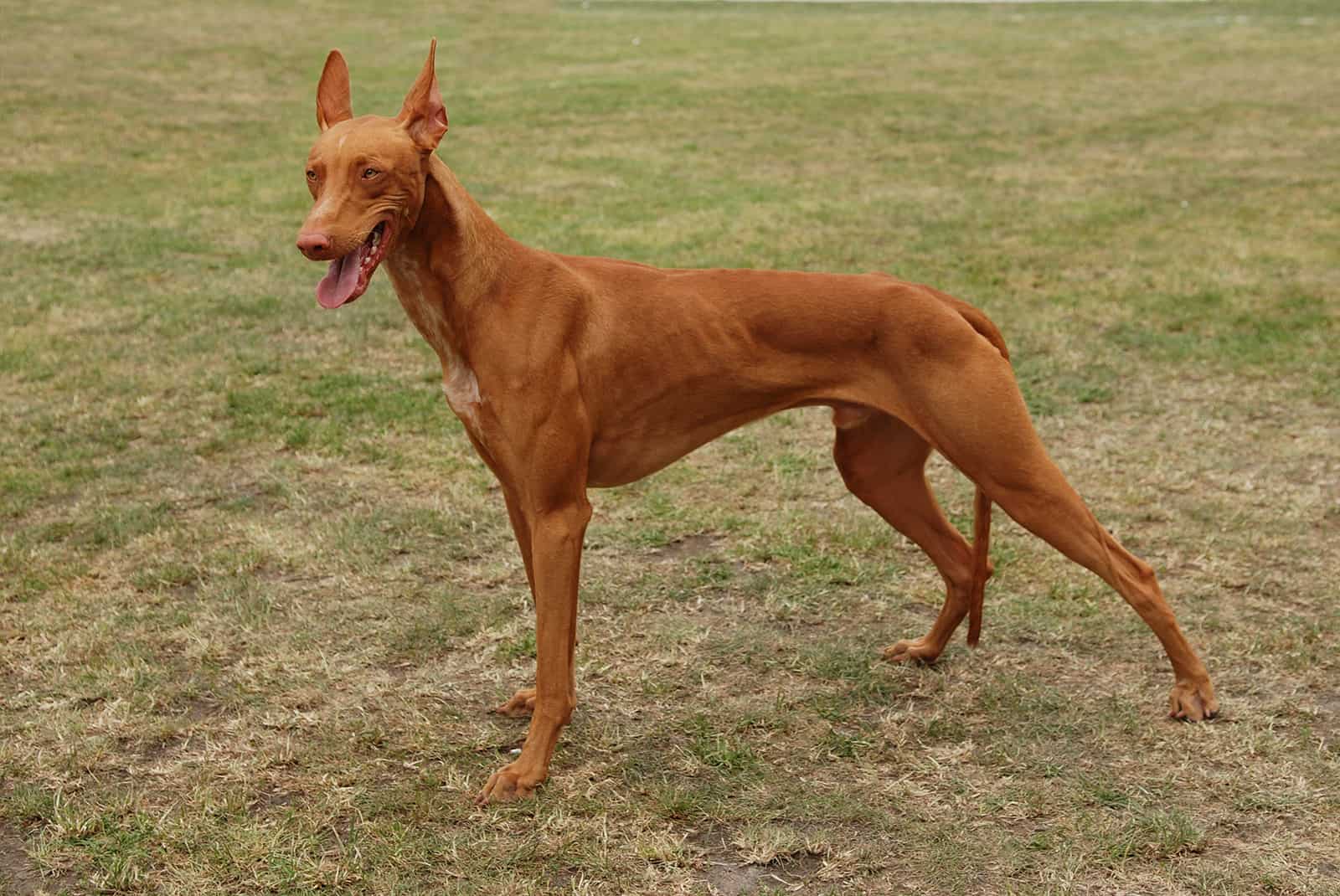 pharaoh hound dog standing on the grass