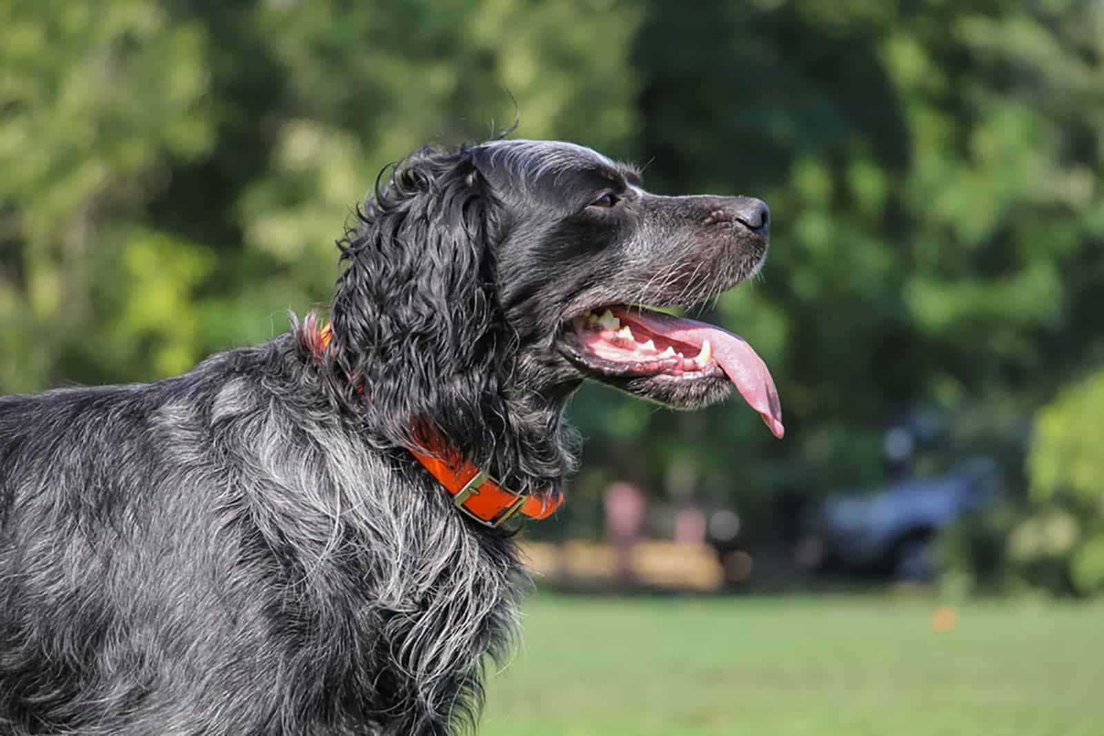 picardy spaniel in the park