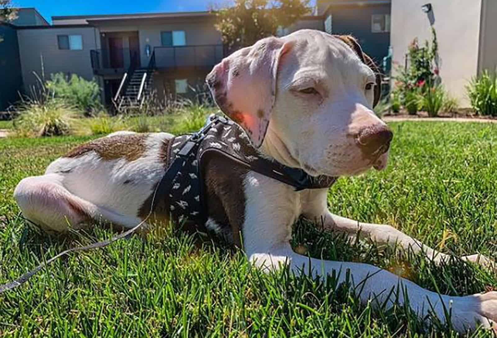 pitbull dalmatian mix dog