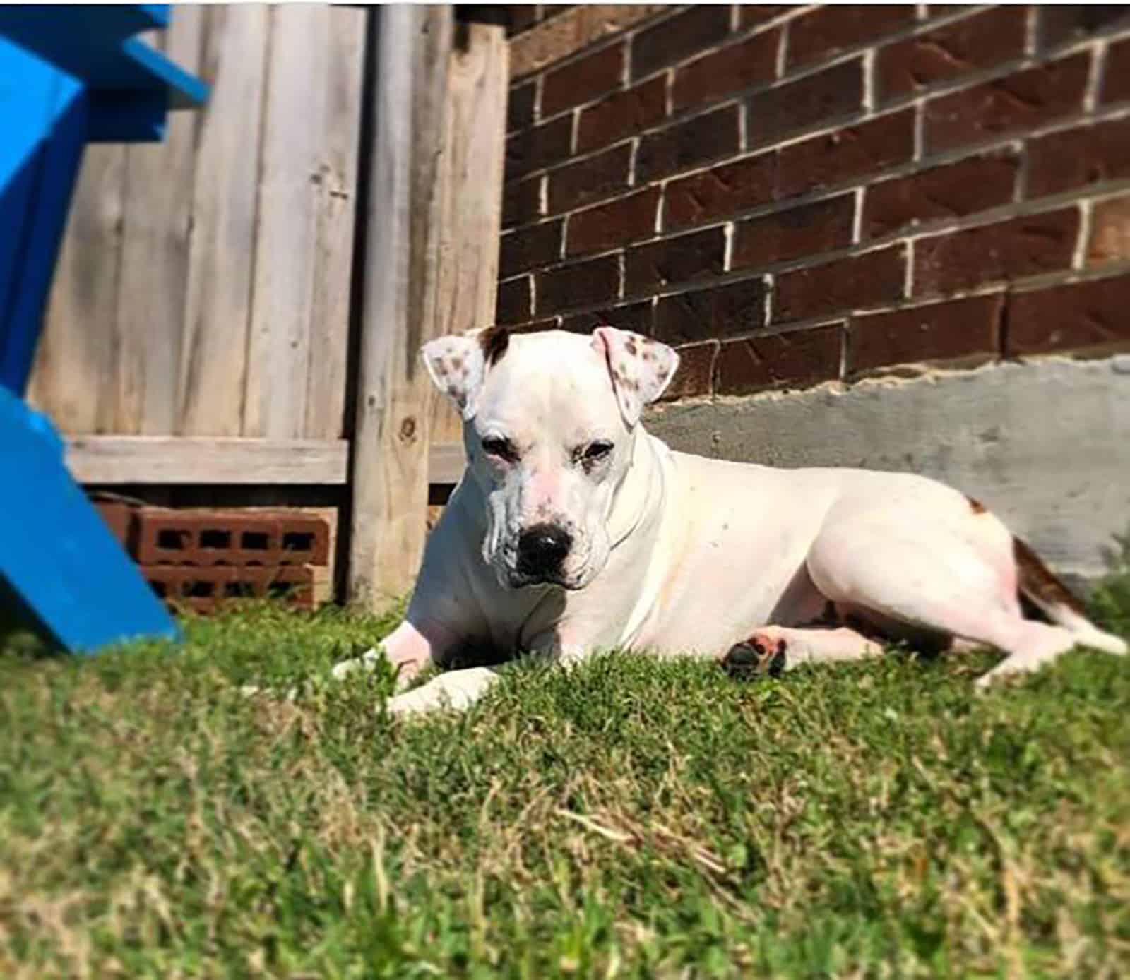 pitbull dalmatian mix dog lying on the grass