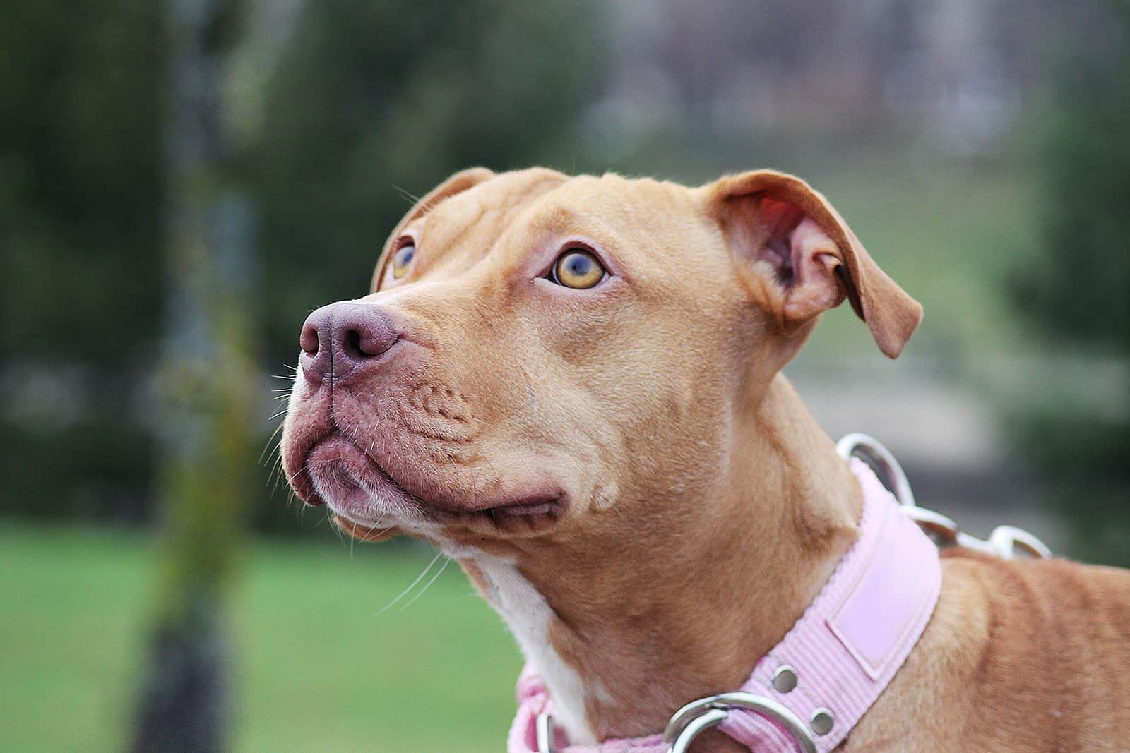 pittbull dog in the park