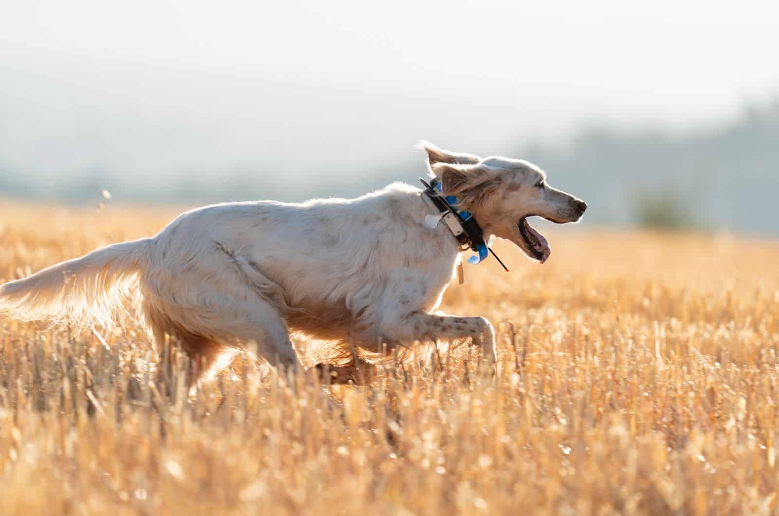 pointer dog running while wearing a training collar