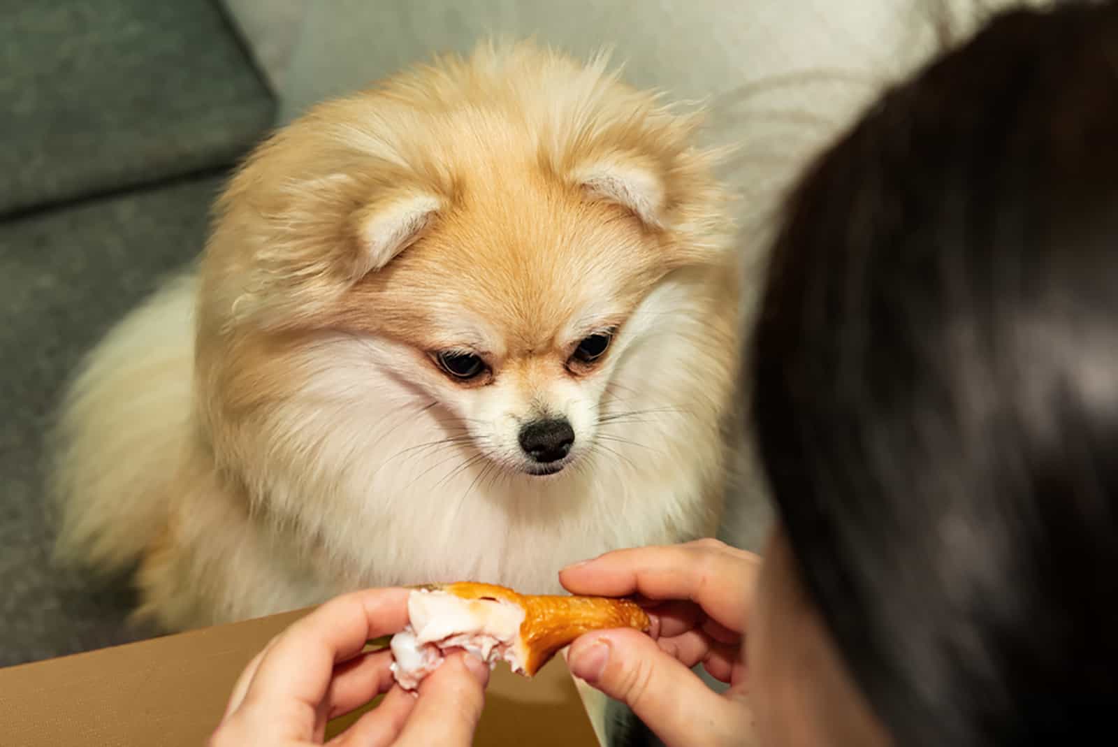 pomeranian asks for food from the owner
