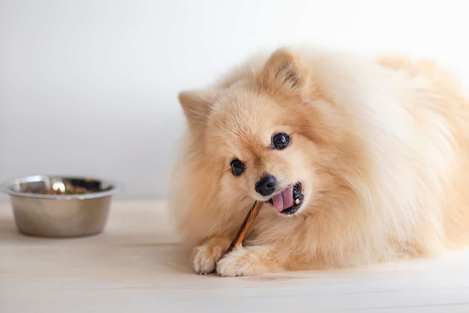 pomeranian dog biting a chew bone or stick sitting beside bowl with dry food