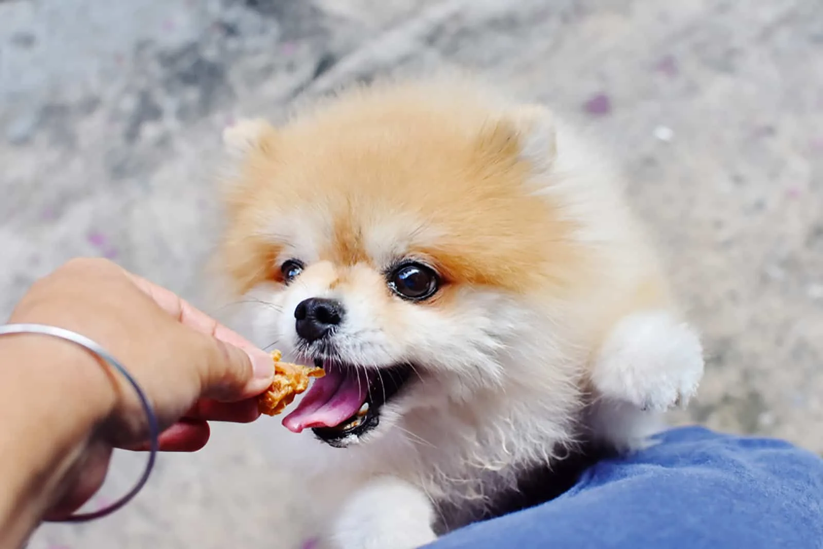 pomeranian dog eating food from human's hand outdoors